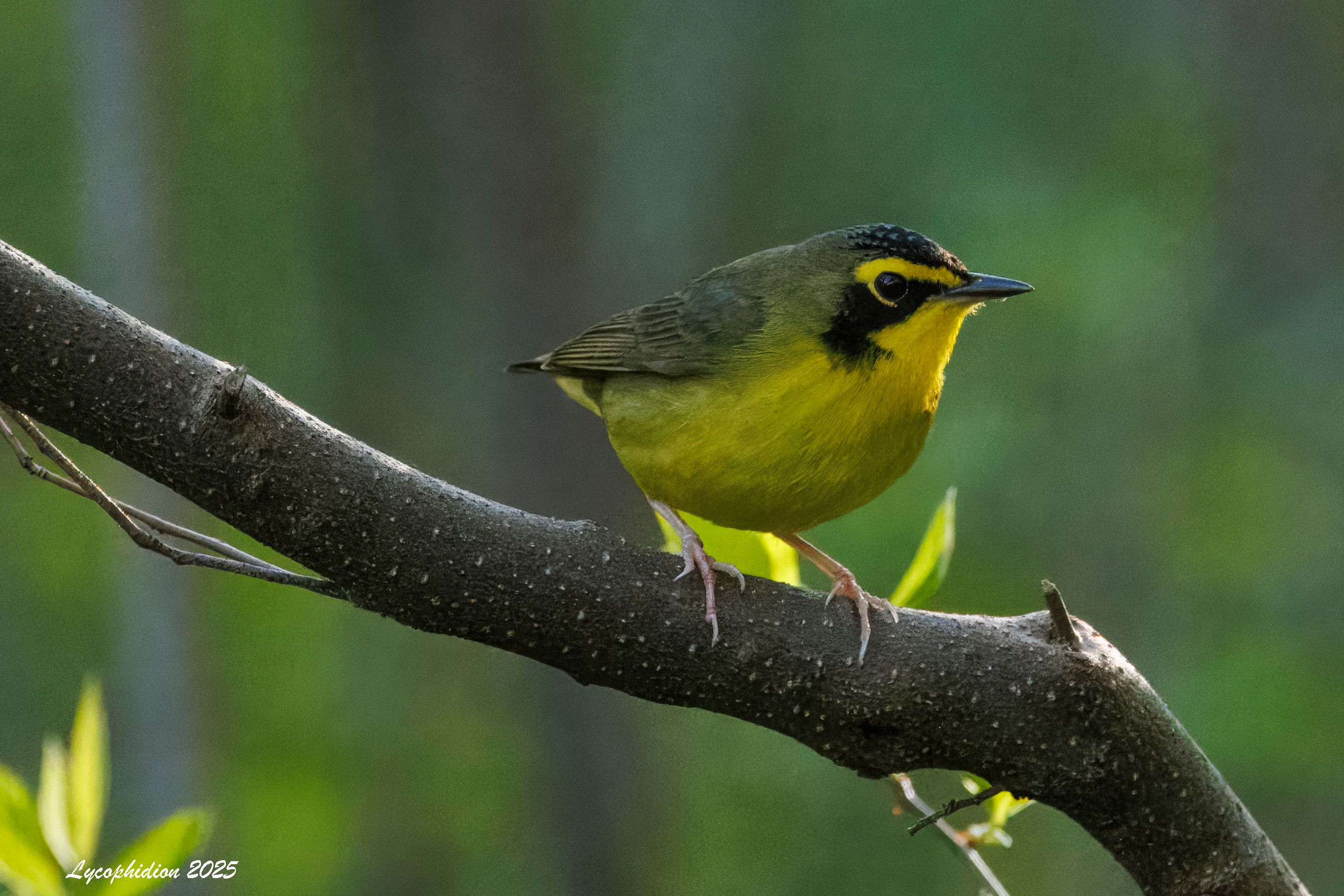 Kentucky Warbler perched on a branch, small stocky warbler with olive green upper, yellow lower, black cap and eyeline, yellow supercilium.