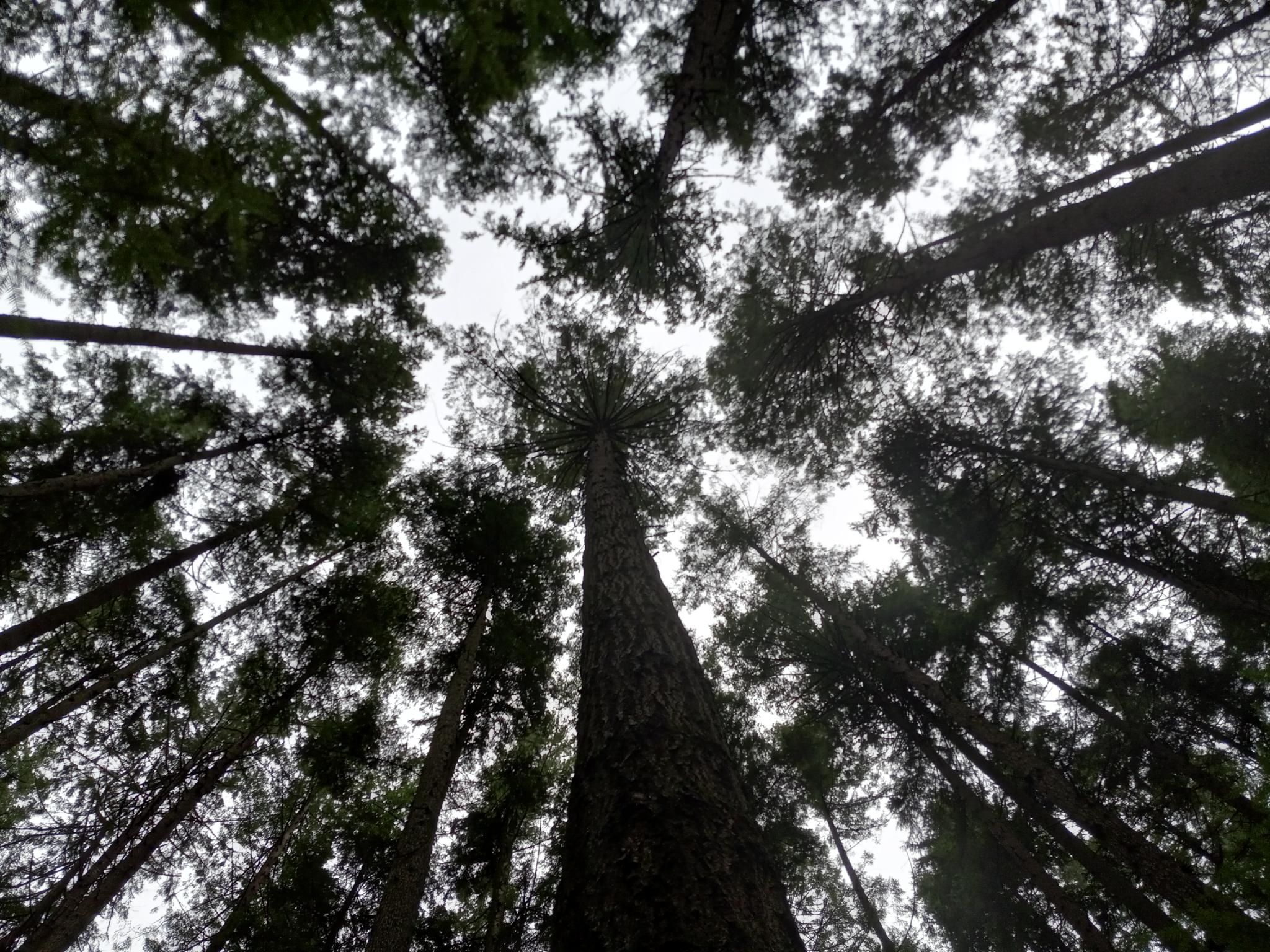 Looking straight up at a canopy of extremely tall fir trees.  There's a really neat pattern of similar size gaps between adjacent tree tops, and the bright white cloudy sky peeking through the gaps.