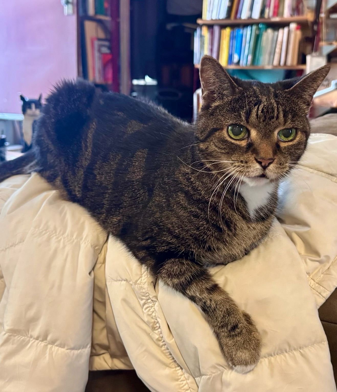 A brown tabby cat resting on the arm of a couch on a white jacket she has wide yellow eyes looking right at you and one one paw hangs down, behind her just visible is the Lego cat