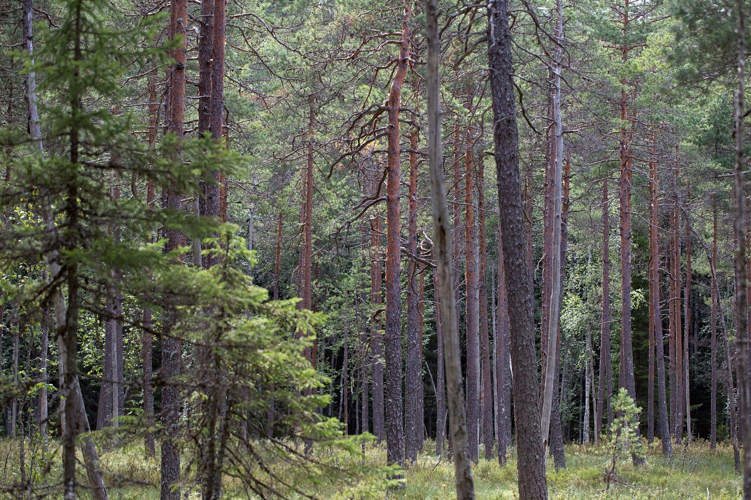 Räme, jonka männyissä on käkkyräisiä oksia. Etualalla pari pientä kuusta.