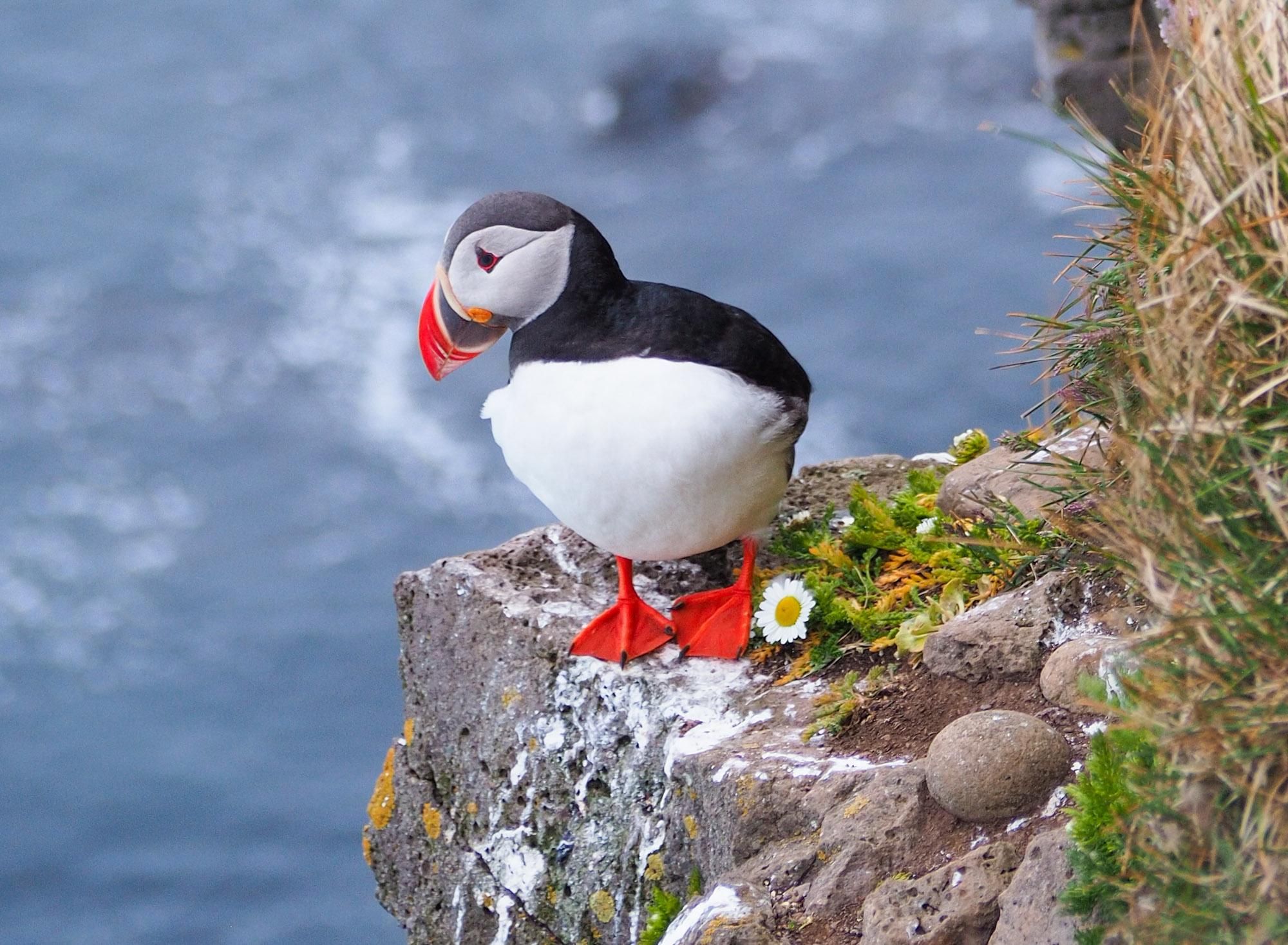 A puffin standing on a cliffside ledge covered in white droppings, a daisy-like flower by its feet. 