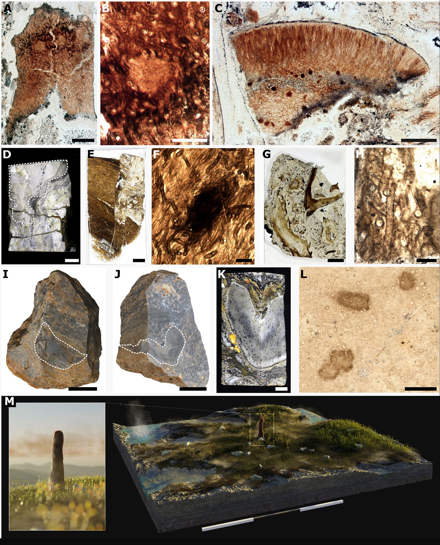 Photos of slices of the fossils of the strange not-a-fungus (probably) called Prototaxites Frankly it looks very much like a fungi to me... but I know very little about these things. It is full of vertical holes and radial fanning tissue. 