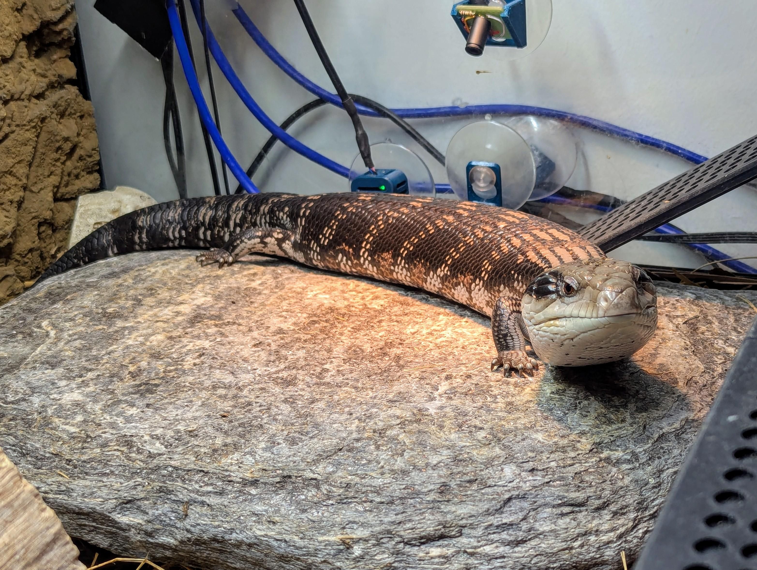 Photo of an Eastern Blue Tongue Skink lying on a basking rock inside a lizard enclosure.