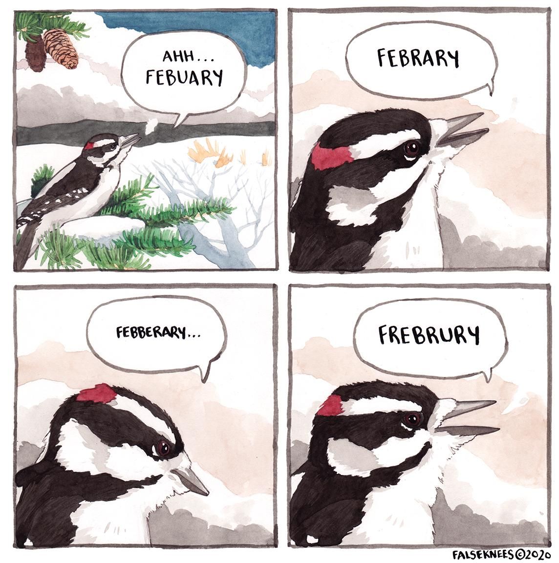 A downy woodpecker sits on a spruce on a sunny winter day. "Ahh... Febuary" it says. Close up on it correcting "Febrary" then "Febberary..." then finally "Frebrury"
