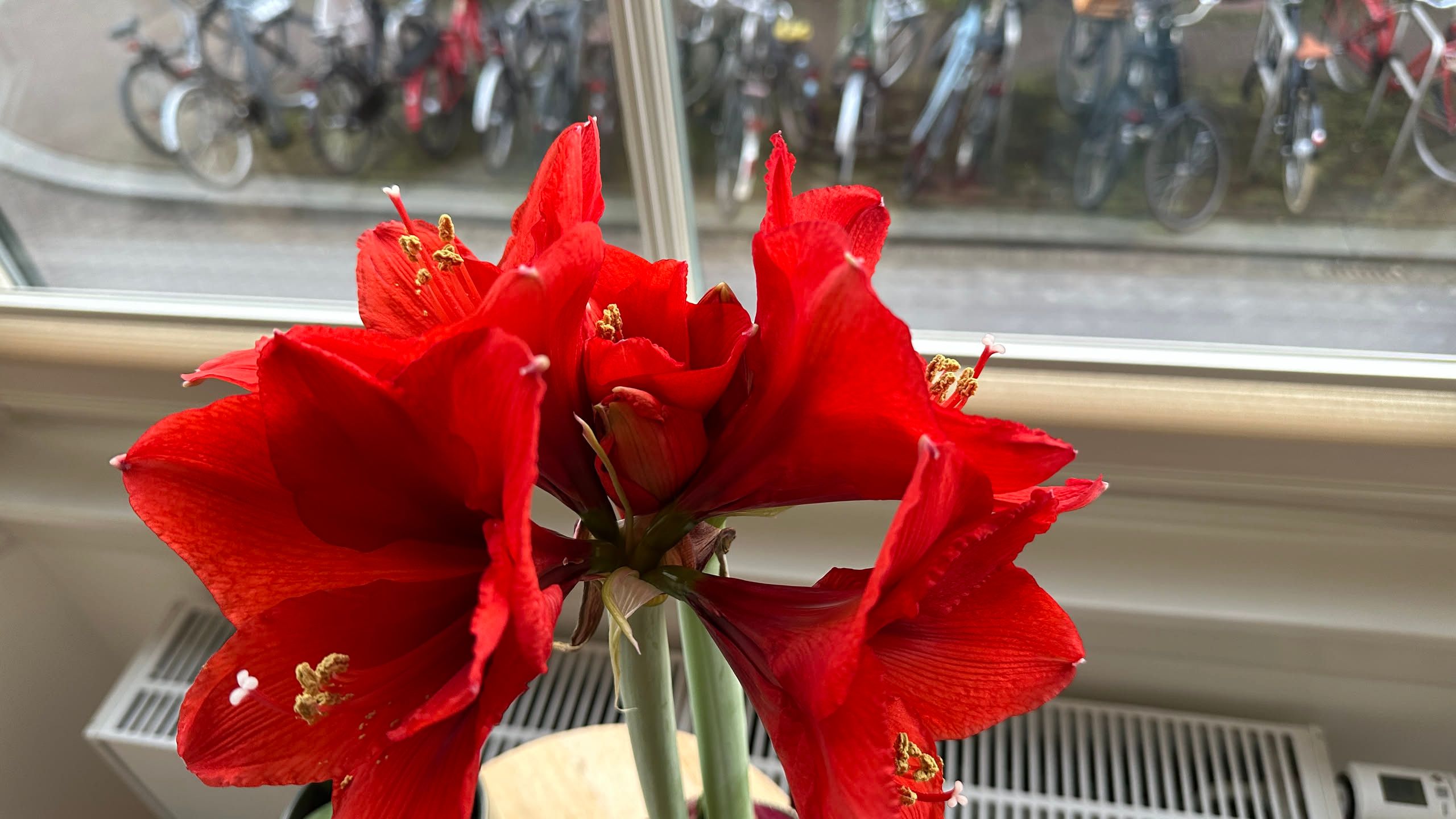 intense red flowers atop a tiny stalk. blurry bicycles are in the background.