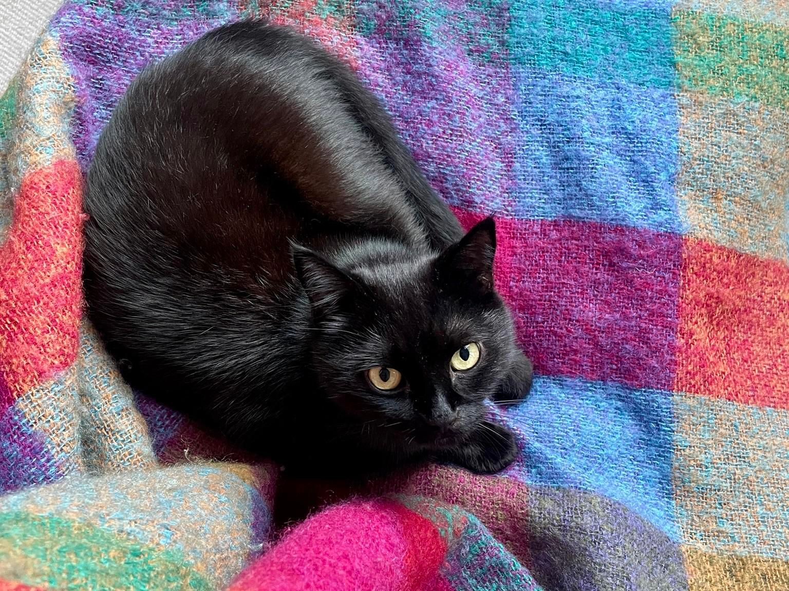 A black cat curled up on a colorful, patterned blanket with various shades of blue, red, and pink. The cat's eyes are looking up curiously.
