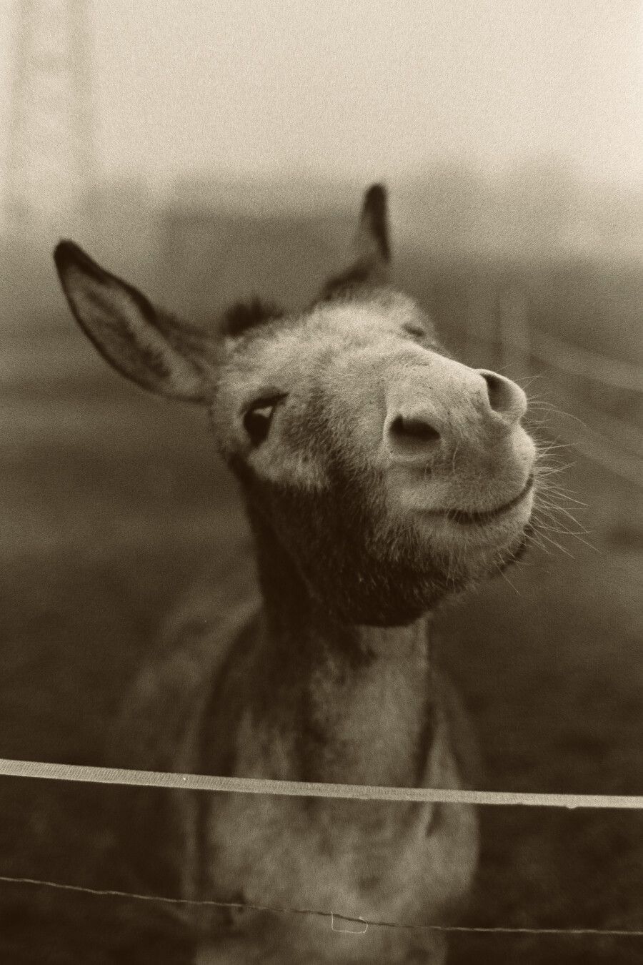 analog photo of a world-class donkey.