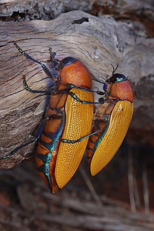 CC0 photo of two orange / brown beetles.  no beer bottles are seen in the image.