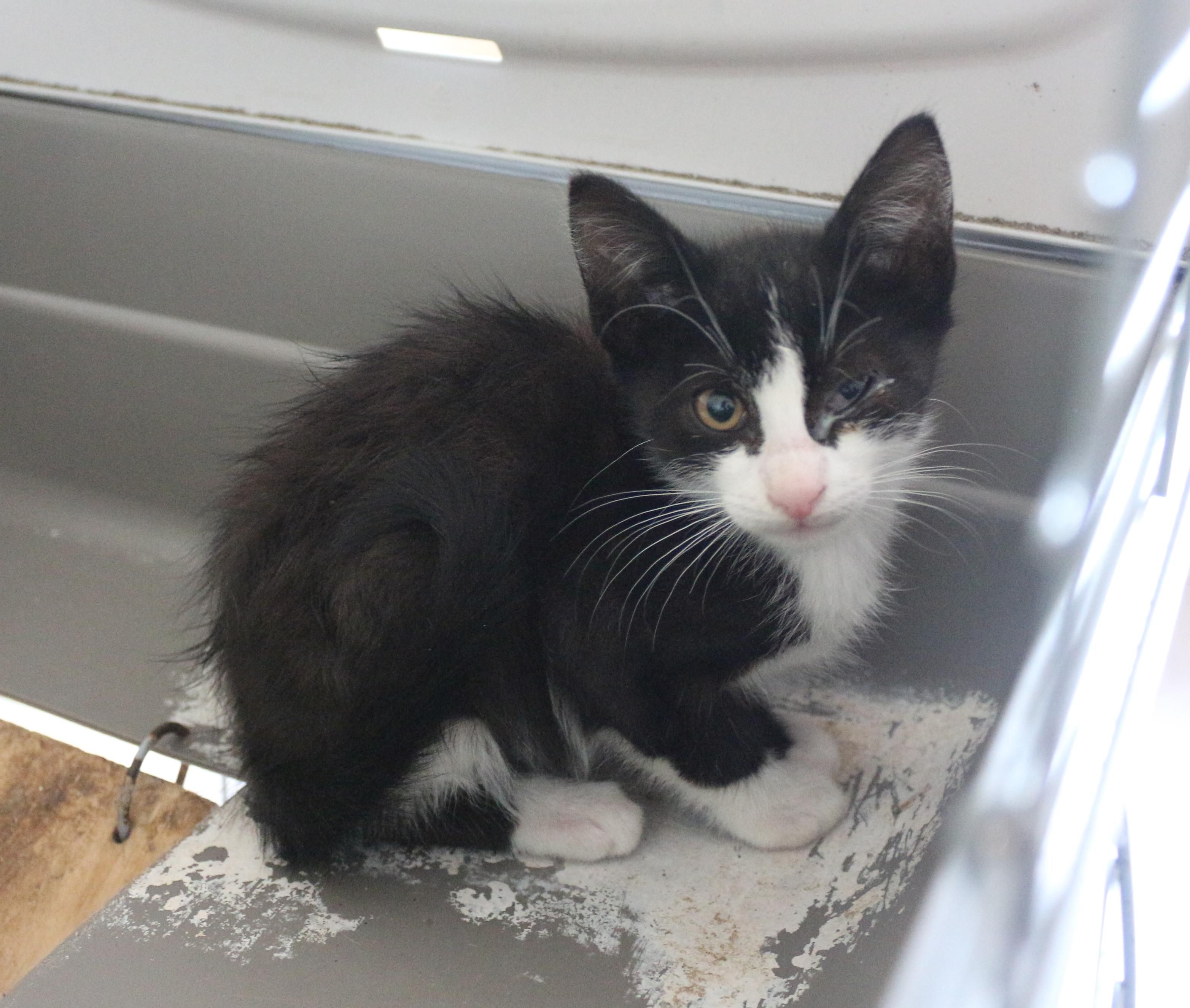 Le chaton noir et blanc chez moi, reconnaissable à ses gants blancs sur le dessus des pattes, le menton blanc, une liste blanche qui remonte entre ses yeux avec une sorte de décroché à droite assez caractéristique 
