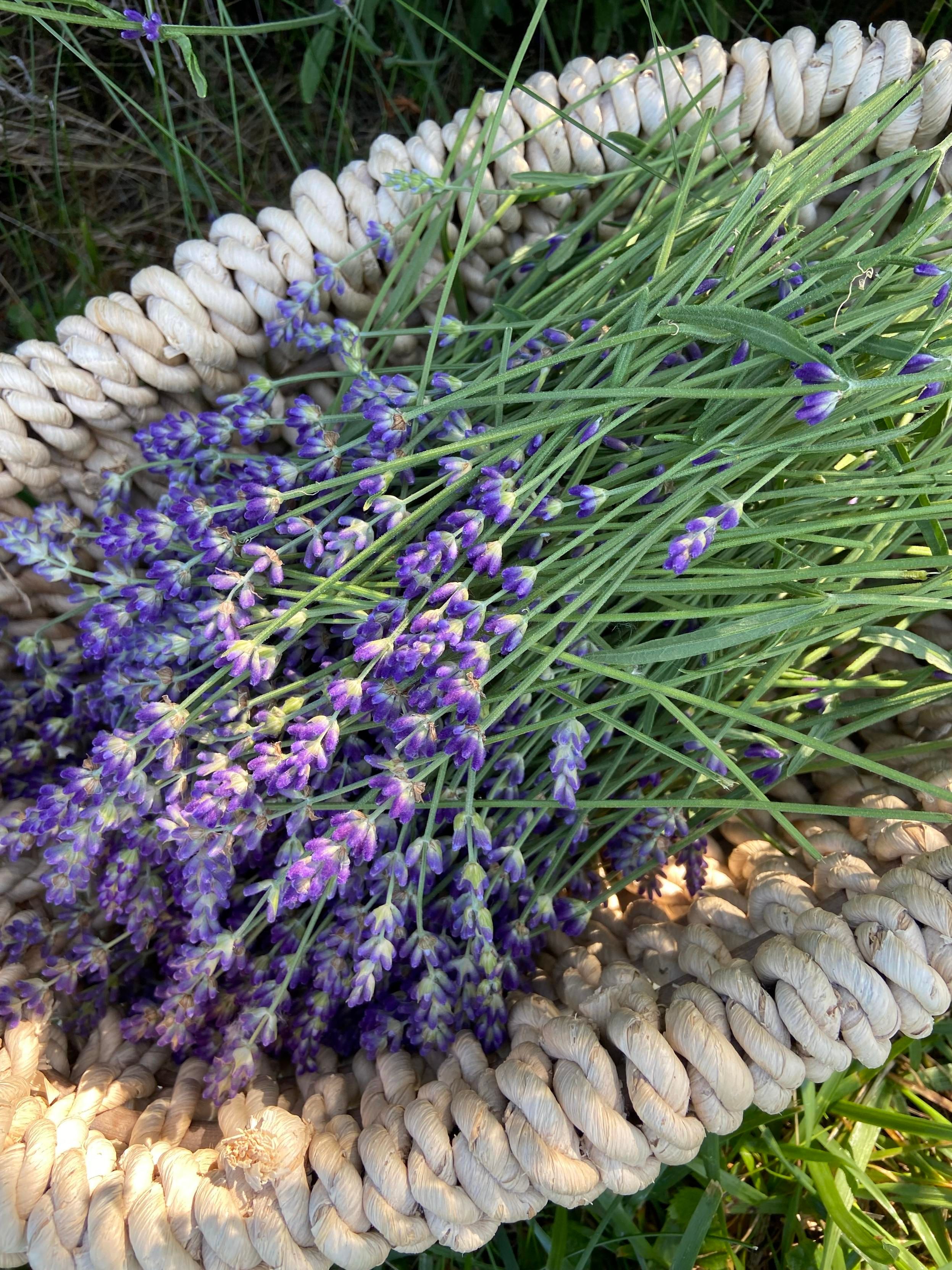 A beige wicker basket full of harvested lavender, with the green stems to the right and the blue flowers to the left. A bit of sun is sifting through some overhead leaves, highlighting some the flowers in spots