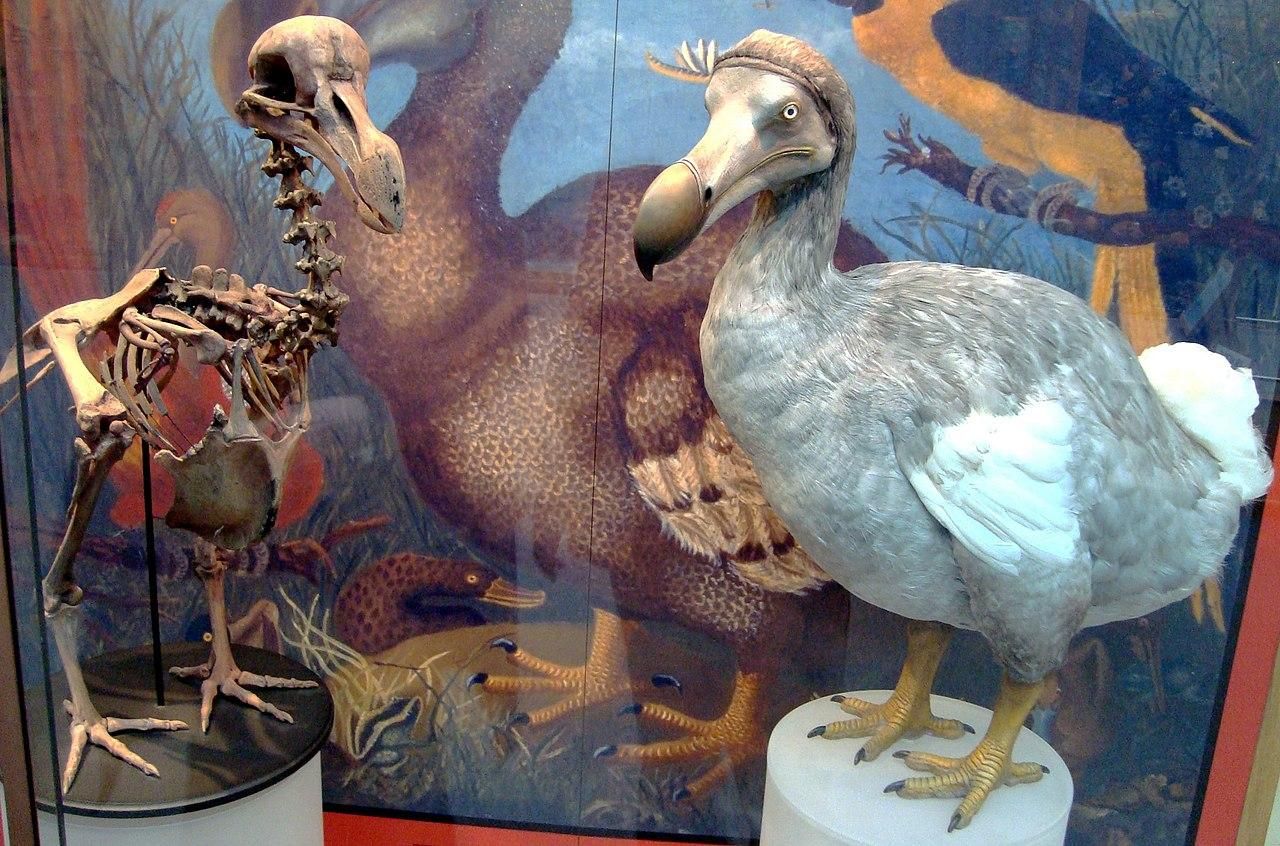 Dodo skeleton cast (left) and model based on modern research (right), at Oxford University Museum of Natural History.
