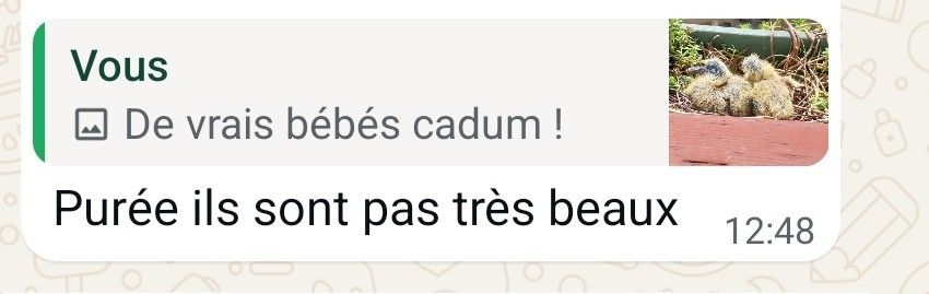 Capture de messages :
Ma photo que je commente : de vrais bébés cadum
Ma pote : Purée ils sont pas très beaux