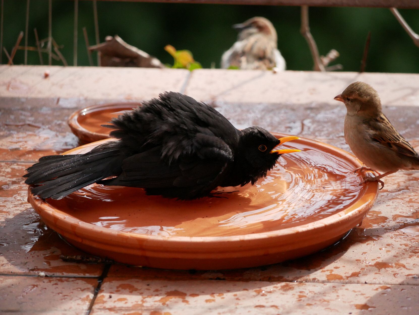 Eine durchnässte Amsel mit schwarzem Gefieder sitzt in einer roten Wasserschale und hat ihren Schnabel offen in Richtung eines Spatzens, der am Rand steht, es sieht aus, als würde sie ihn anbrüllen.