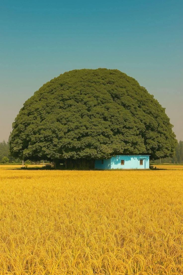 dans un champ jaune en plein soleil, une petite bâtisse bleue construite à l’ombre écrasante d’un gigantesque Ficus macrophylla