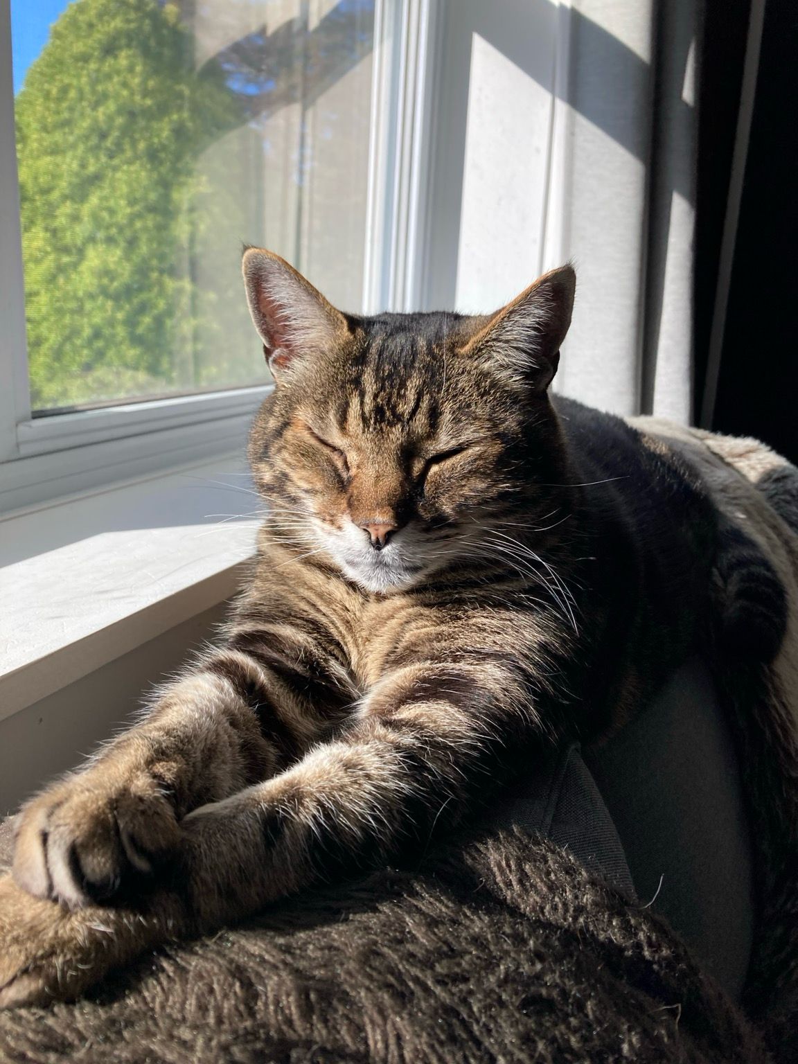 Tabby cat lounging on the back of a sofa next to a sunny window. Hie eyes are mostly closed, his front legs stretched out in front of him with his paws crossed.