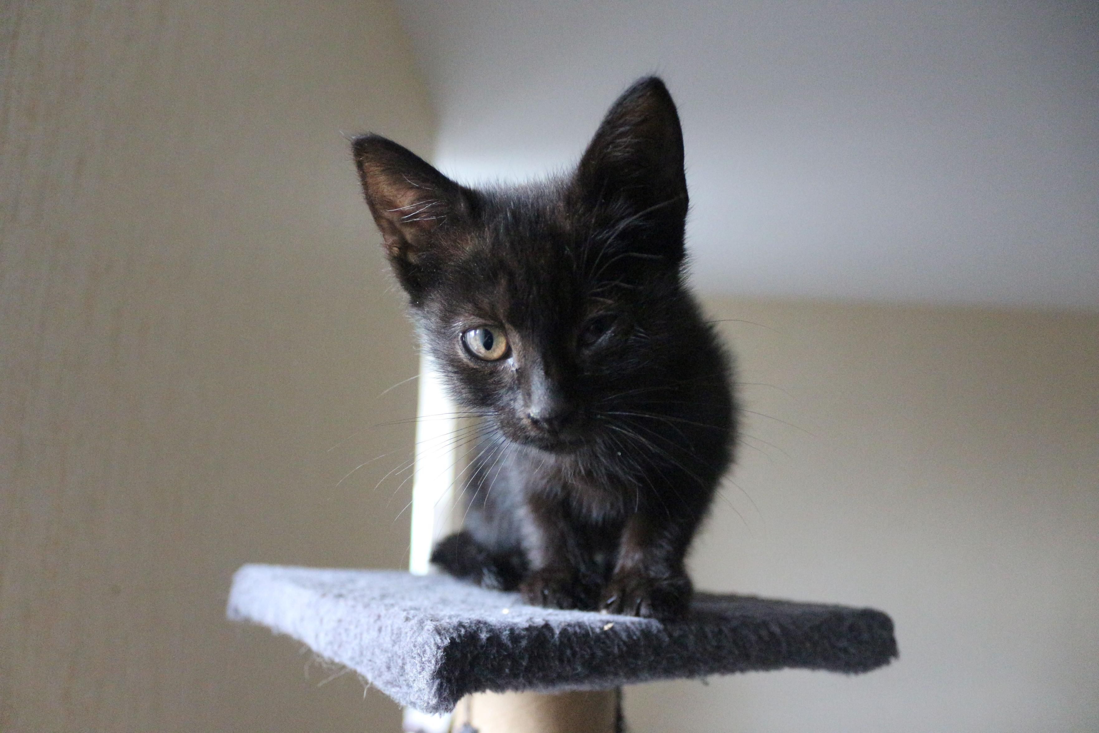 N°14, un chaton noir avec un œil à moitié fermé mais propre, perché sur un arbre à chat. Curieux, il s'approche de la caméra avec une expression attentive. 