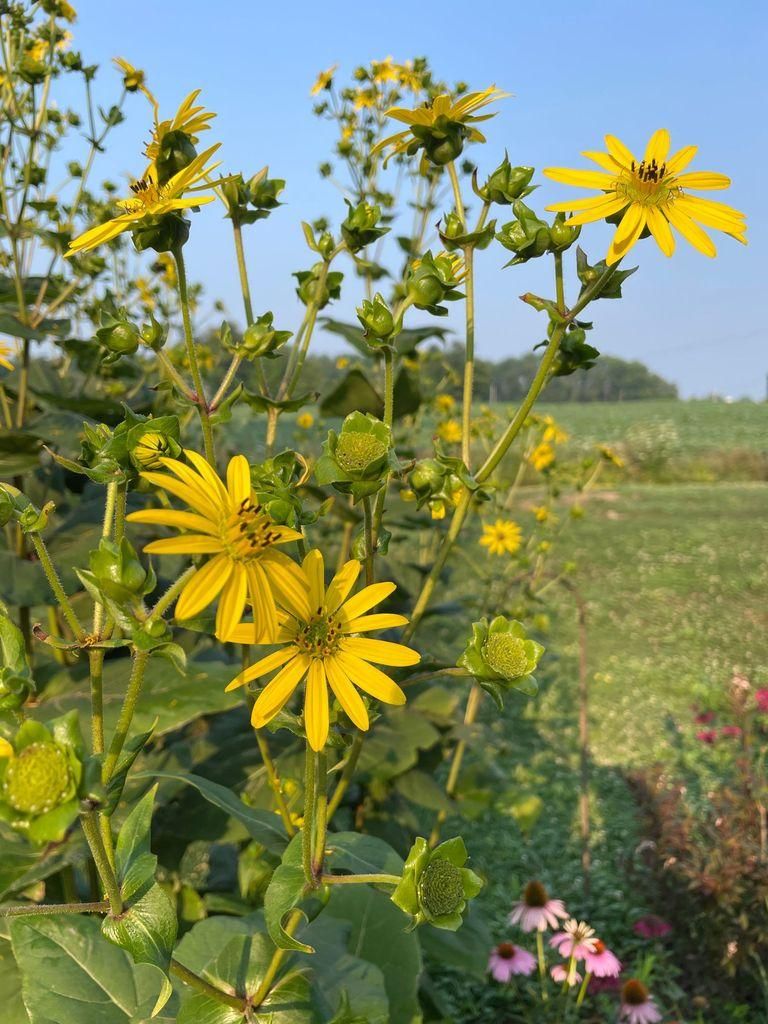 Tall, yellow flowers with a field in the background.