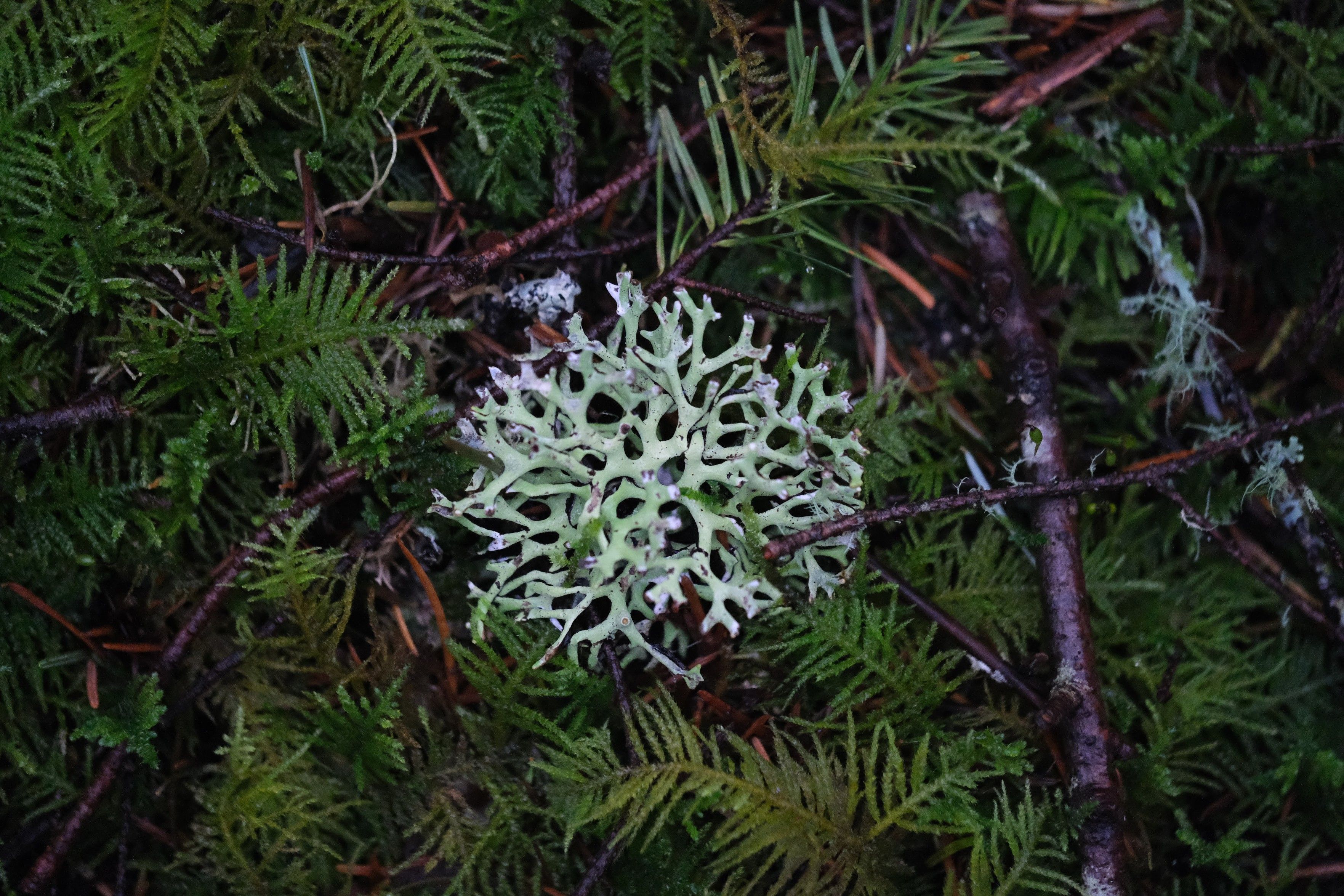 almost perfectly centered amid moss and pine twigs is a circular piece of light green-bordered-with-grey lichen with flattish branching pieces