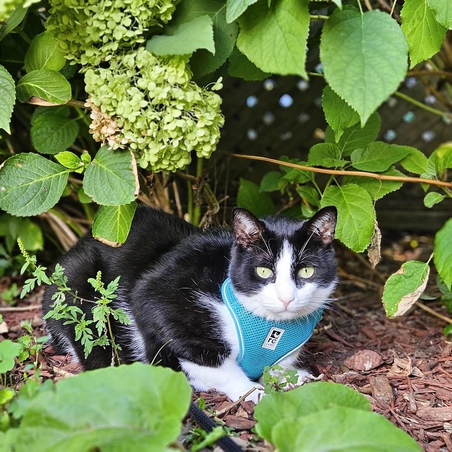 Tuxedo cat in blue harness, sitting under green hydrangeas.