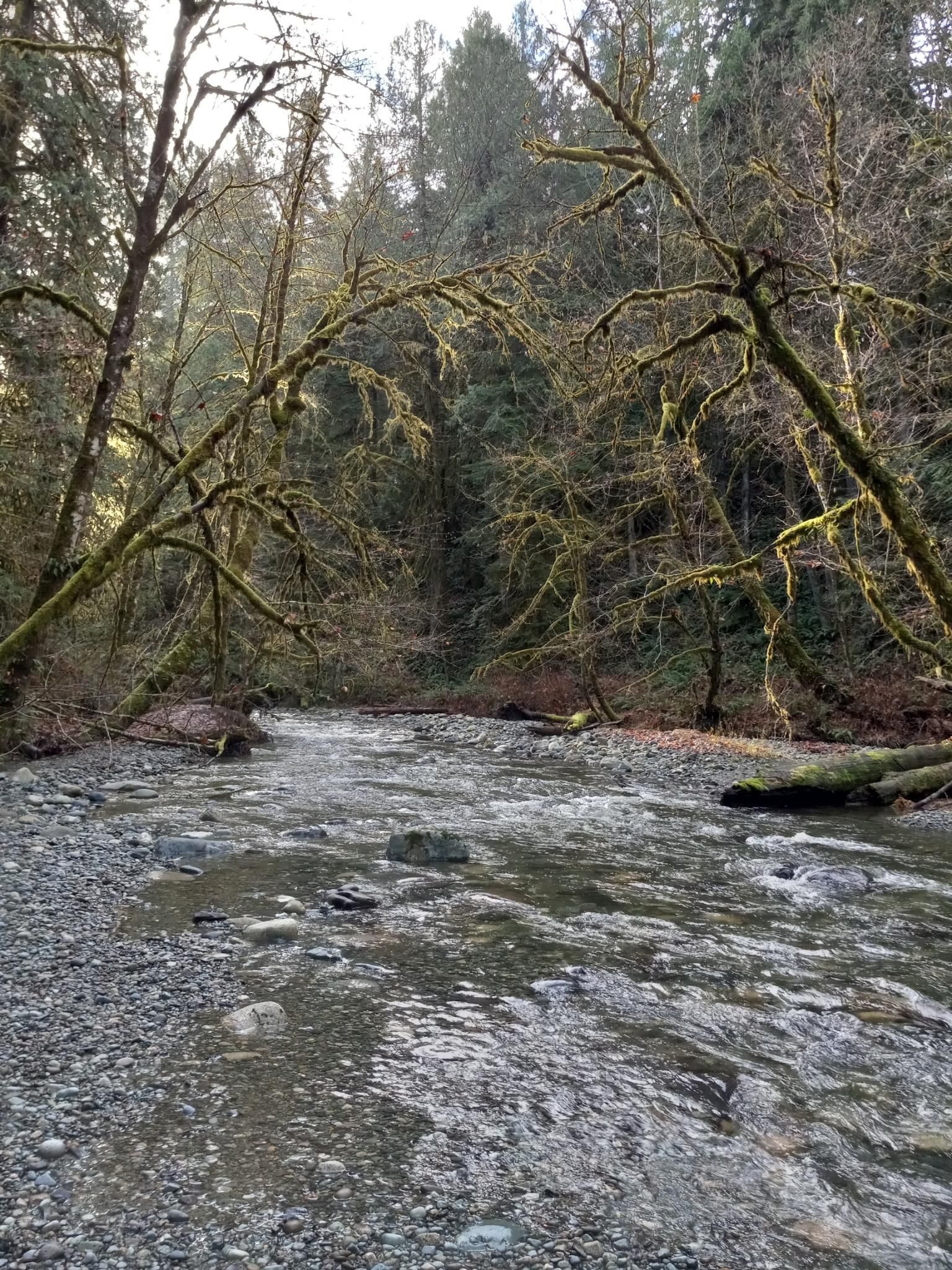 Looking up a fairly big tributary to the Cowichan river, which has lots of mossy trees bowing over it.  The sun is lighting up a few small patches of moss on some of the trees and it's quite pretty looking.  The sky above is a little cloudy
