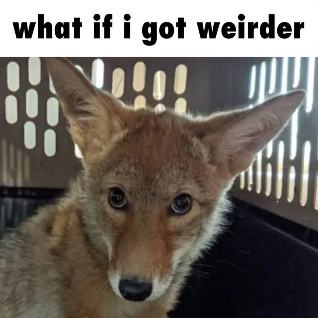 Image of a goofy looking coyote captioned "what if i got weirder".