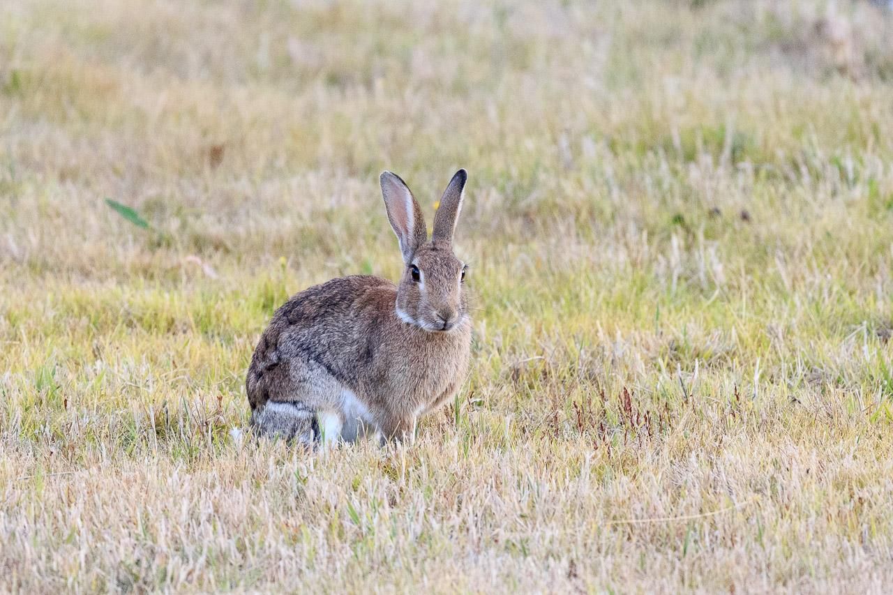 A brown wild rabbit on a field of low grass. 