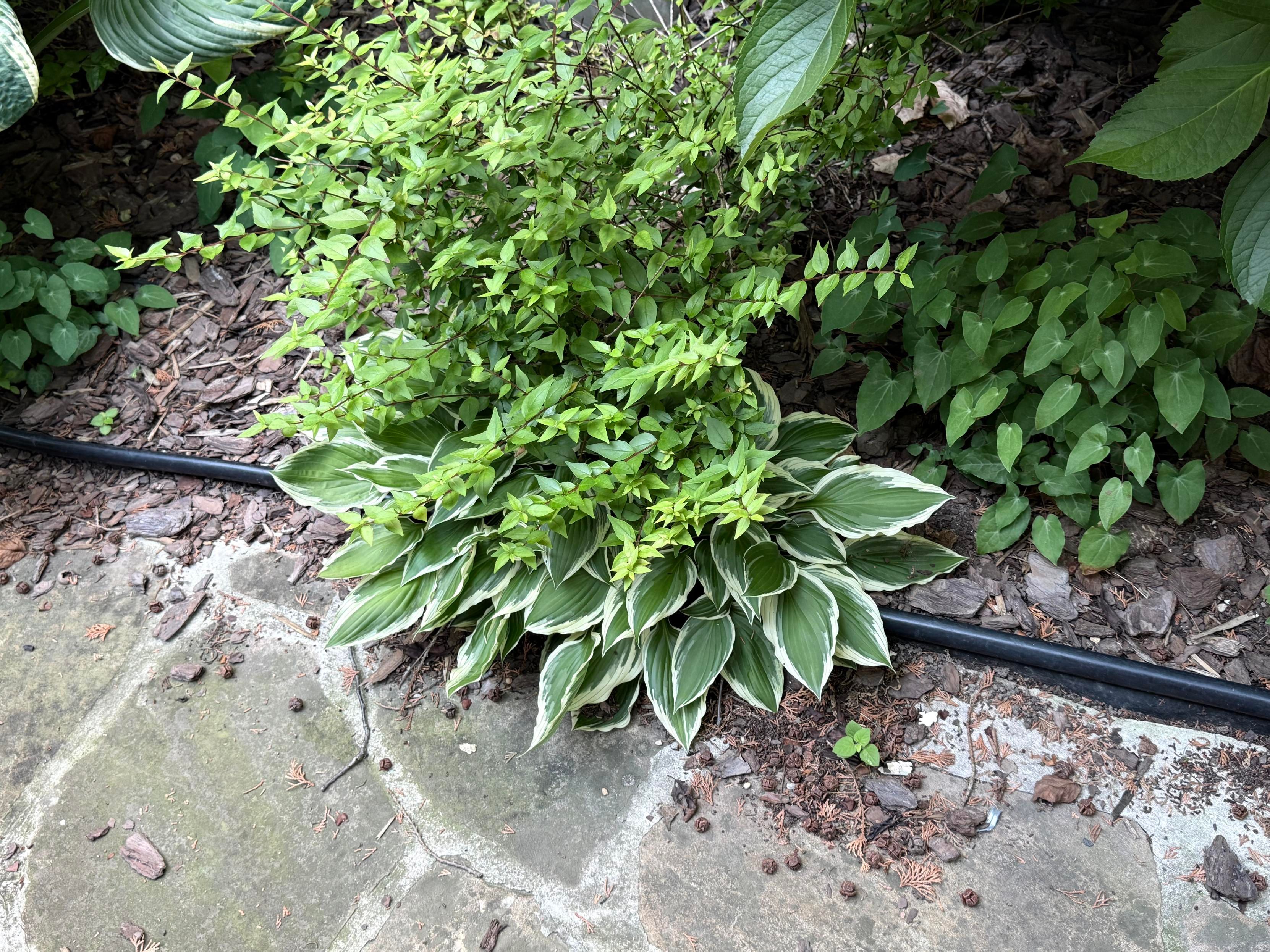 A hosta in my yard being overgrown by a bush. 