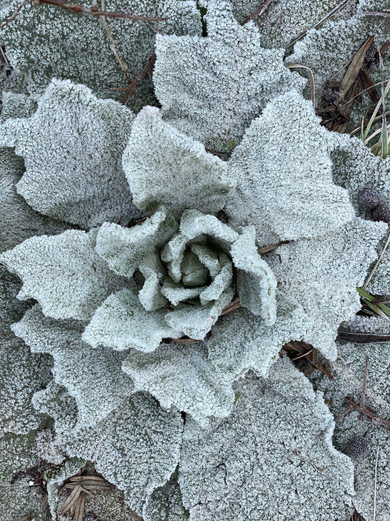 Some succulent plant with frozen tiny hairs