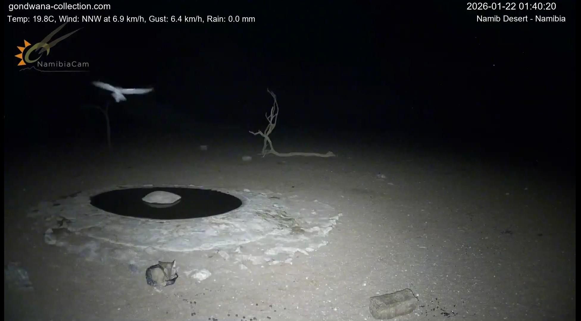 Sciacalletto che a breve verrà svegliato DI NUOVO dal batter d'ali