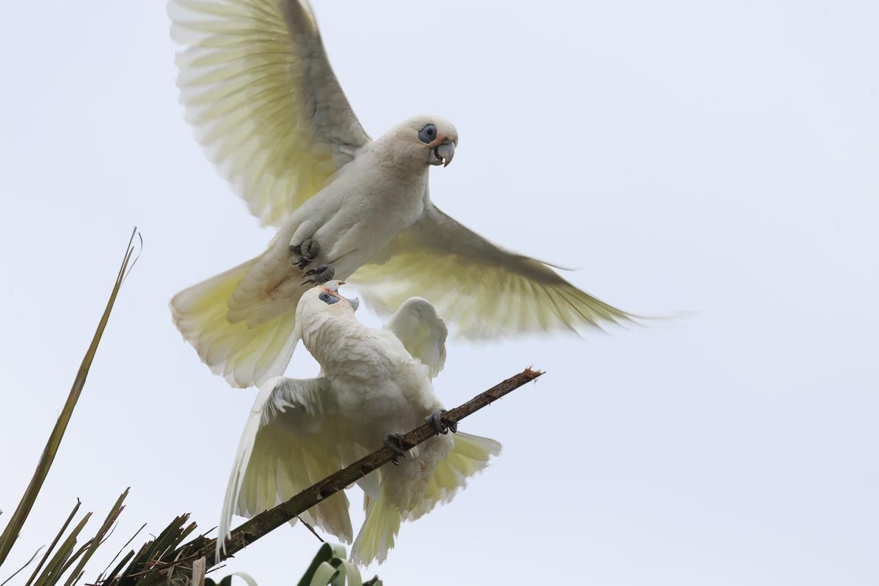 Two Little Corellas at the top of a palm tree. One is perched on a palm leaf stem (devoid of actual leaves) and has turned hits head upwards to angrily screech at another corella passing close overhead. 

This is his palm stalk, thank you very much. 