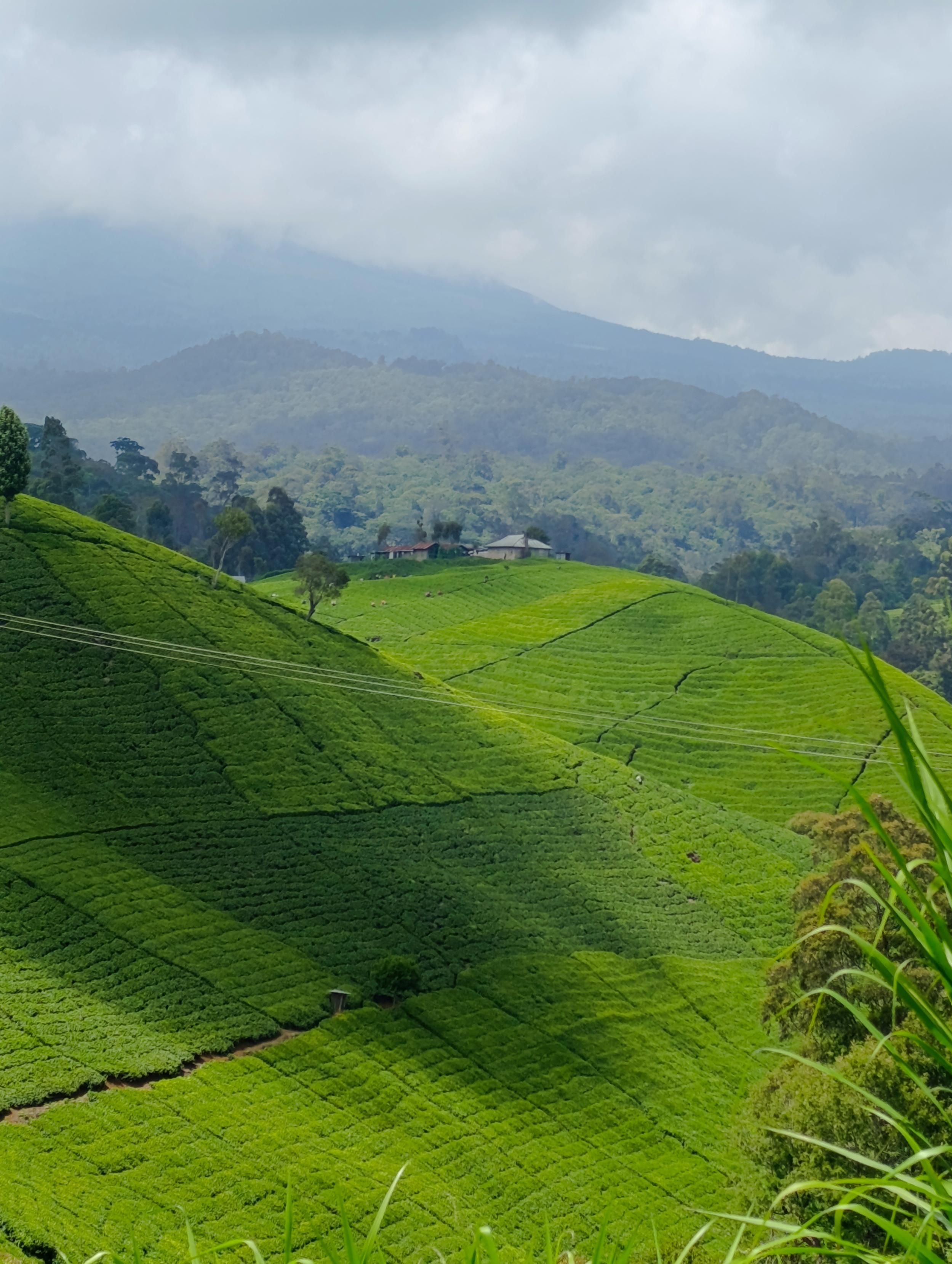 Tee plantations with exotic trees in South Imenti 