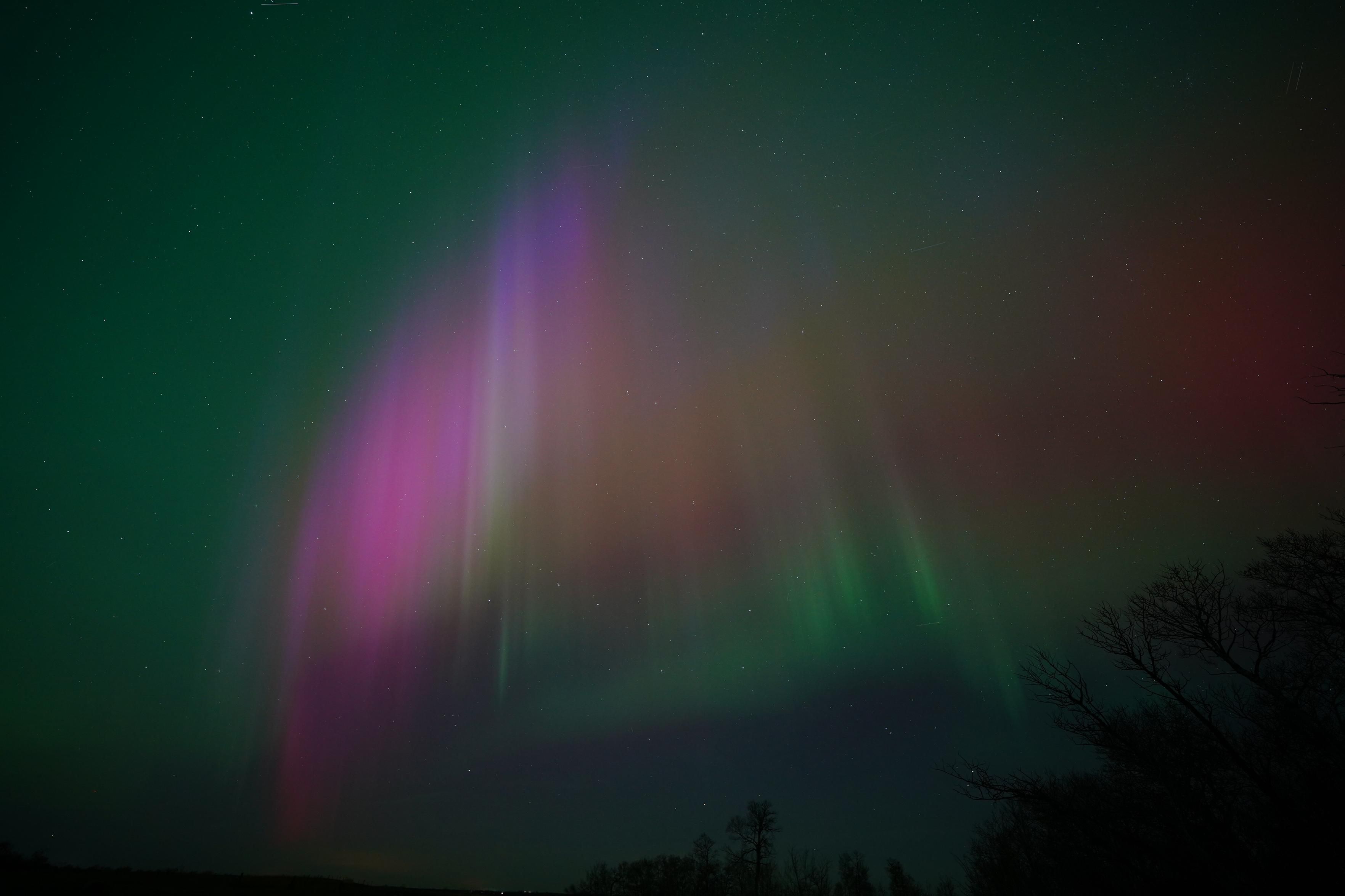 An arc made up of vertical columns of purple, red, and green, with bright green background.  There are silhouetted bare trees in one corner of the photo.