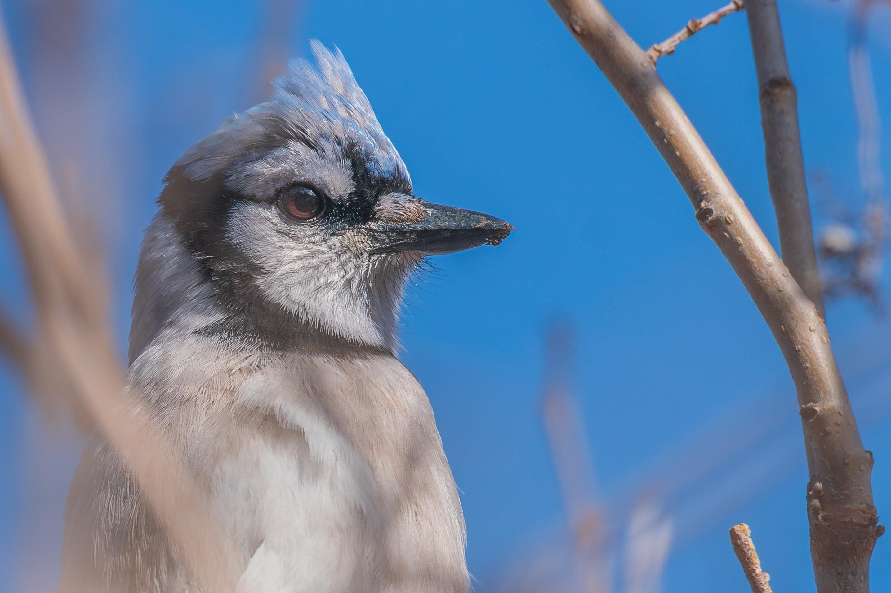 Closeup photograph of a blue jay with out of focus branches in the foreground and background and a blue sky in the background. The blue jay is facing right in profile and only the jay's upper chest, neck, and head are visible. Blue jays have white-feathered bellies and chests, blue wings and backs with a blue, white, and black checkered pattern on its wings, a blue head with a black neck ring and mask under and surrounding its eyes and white face and chin, dark eyes, silvery-black beak, black legs and feet, and a blue crest on the top of their heads that can be raised and lowered.
