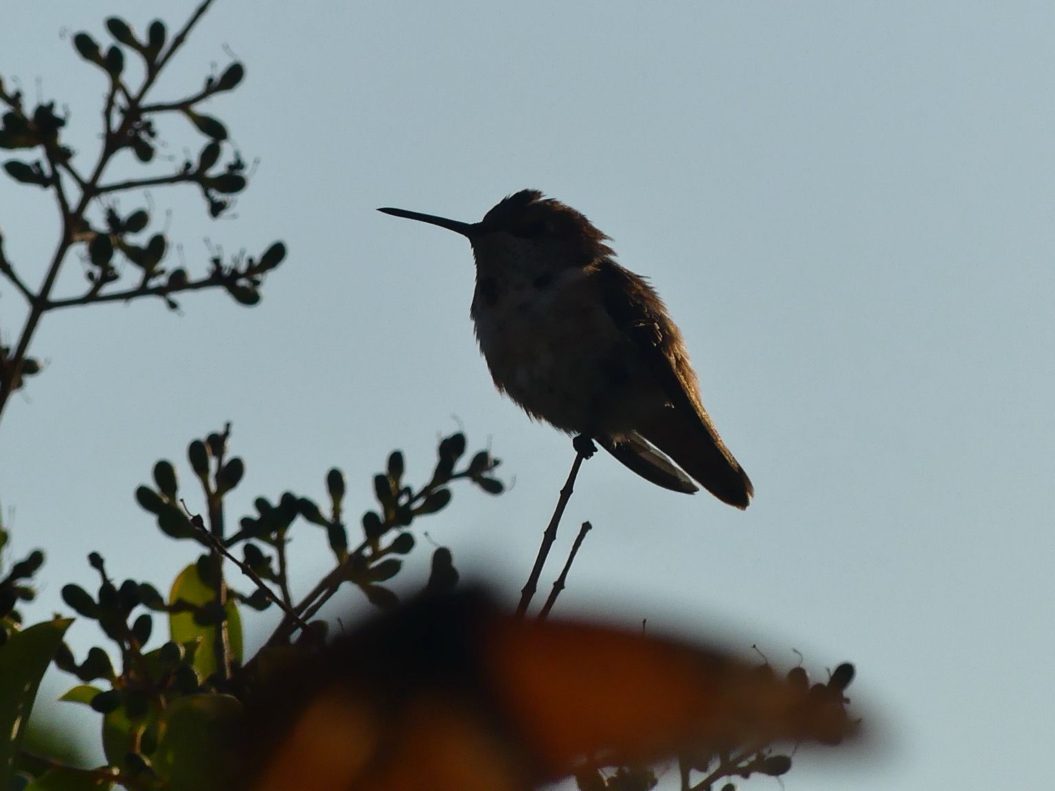 A male Allen’s hummingbird silhouetted against the evening sky on its privet twig perch. A monarch photobombs at the bottom