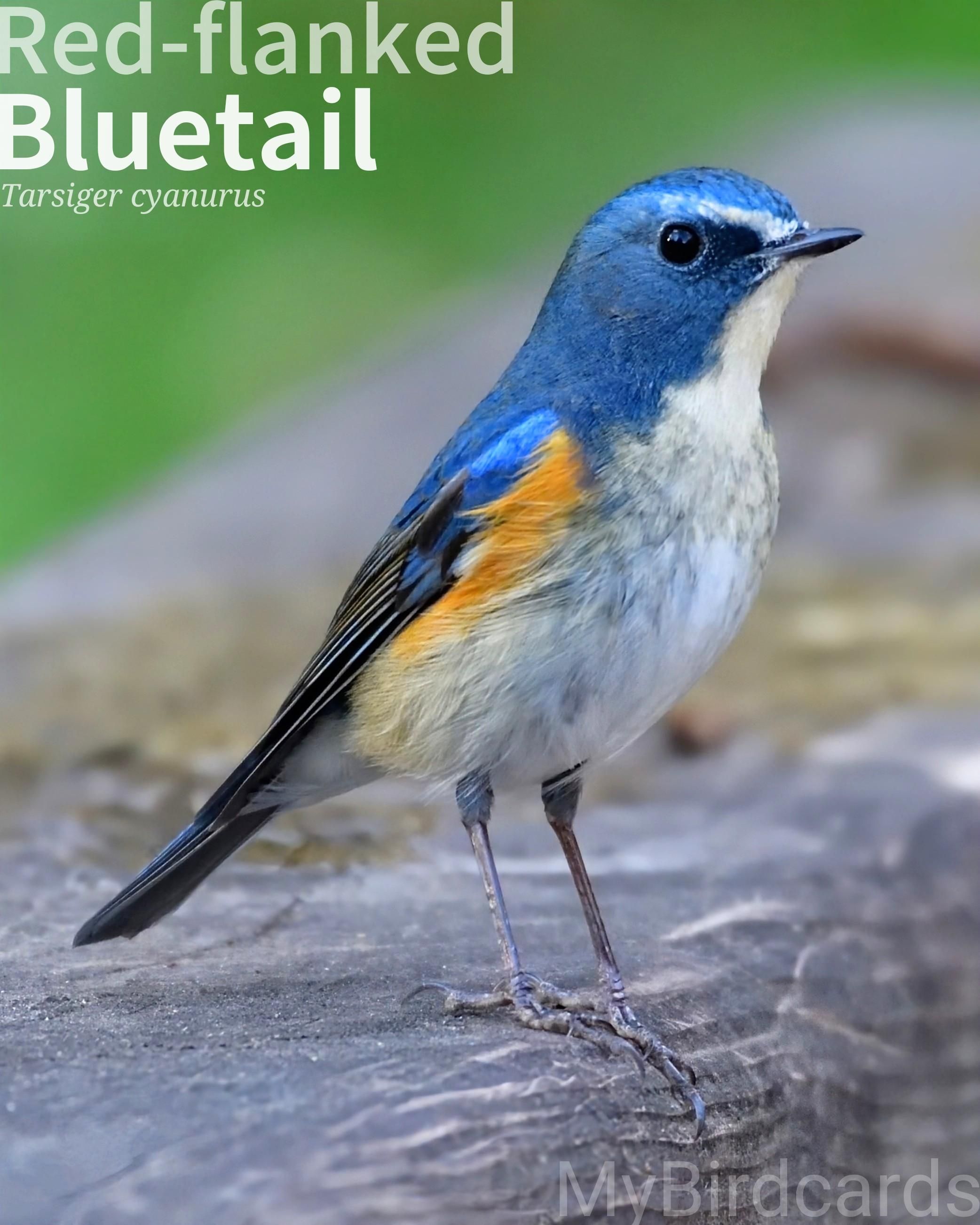 🌍🌏 Red-flanked Bluetail (Tarsiger cyanurus) 

The Red-flanked Bluetail is a small, shy member of the Old World flycatcher family. Males have a vibrant blue back, head, and tail, with a white throat and eyebrow, and distinctive orange-red flanks. Females and juveniles are browner with a duller blue tail and orange flanks. They breed in dense, coniferous forests across northern Asia and parts of Europe, migrating to southern and southeastern Asia for the winter. They are often seen hopping on the forest floor or low branches, flicking their tail. 2.5 Flash (Edited)

Conservation status: Least Concern (IUCN 3.1)

📷: Photo by Takashi_Yanagisawa via Pixabay 
https://pixabay.com/photos/bird-outdoors-wild-animals-natural-3252809/

KYPD