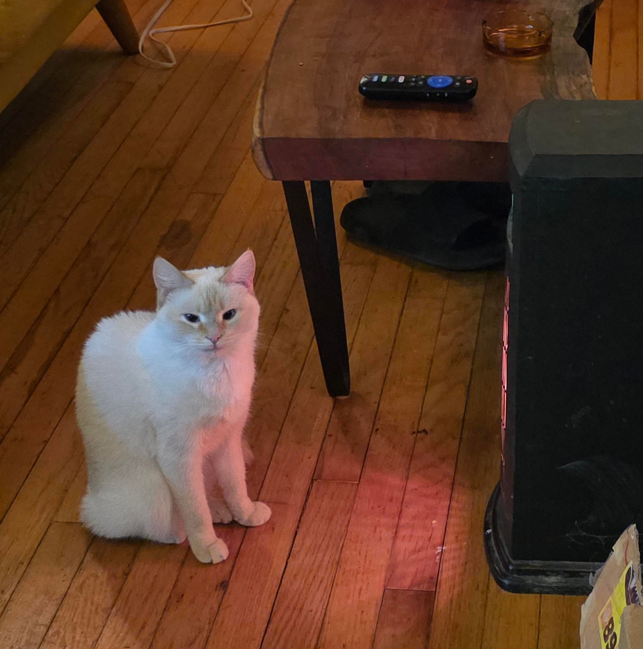 A white cat with tan markings sits in front of a space heater.