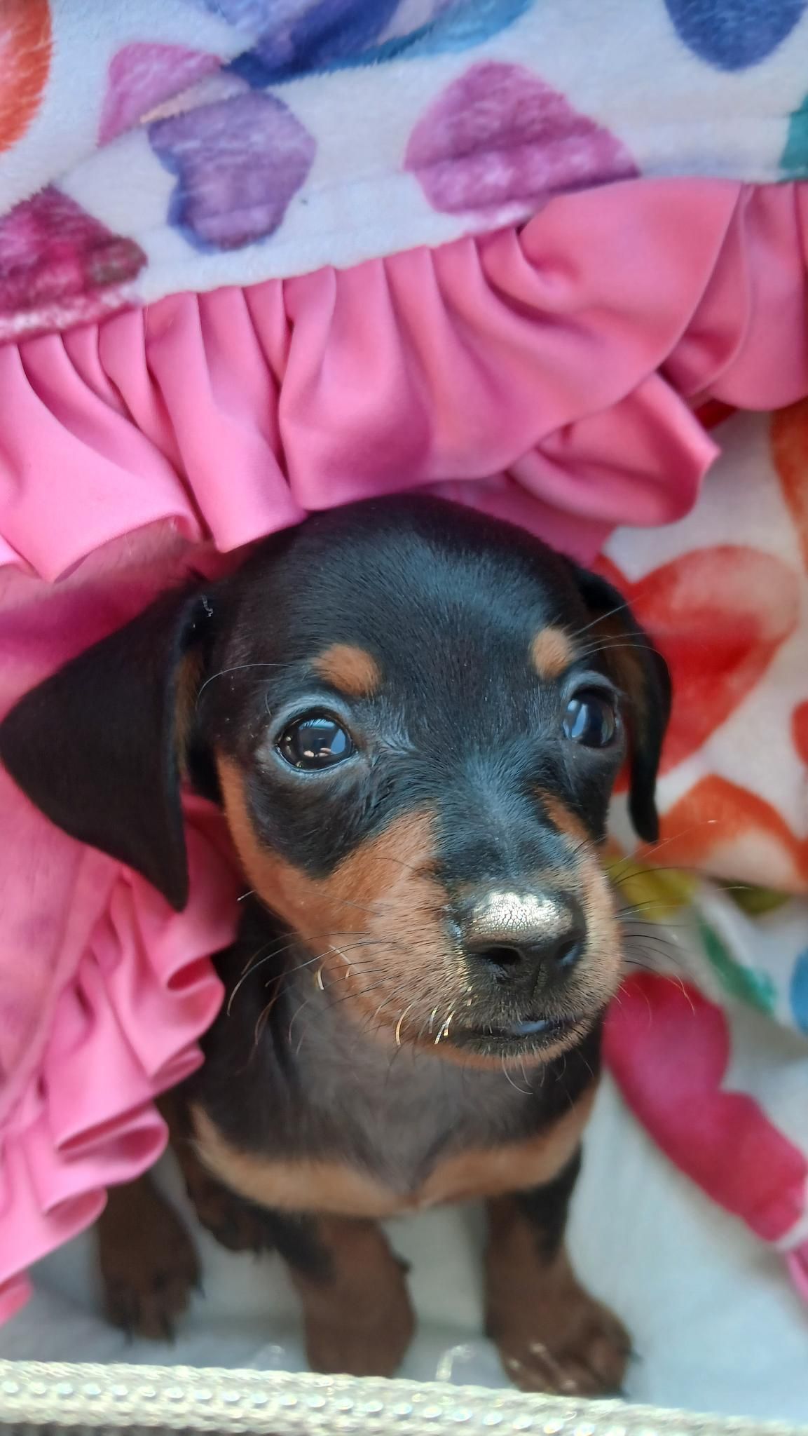 An impossibly tiny, black and tan miniature dachshund head and paws.