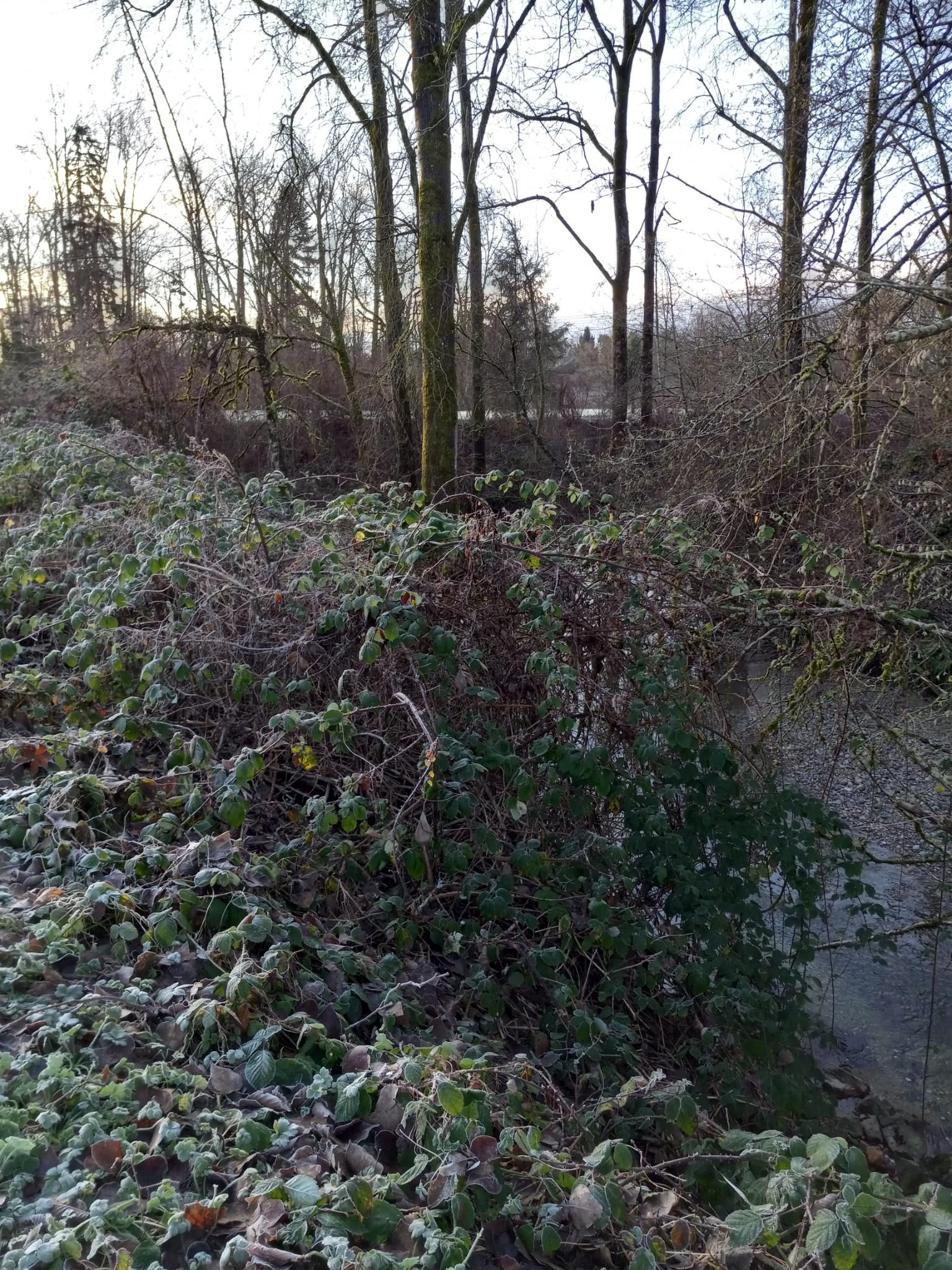 Blackberry thicket on the side of a stream, with lots of tall bare trees above, and a partly cloudy sky above.  The blackberry leaves are all rimmed with white frost.