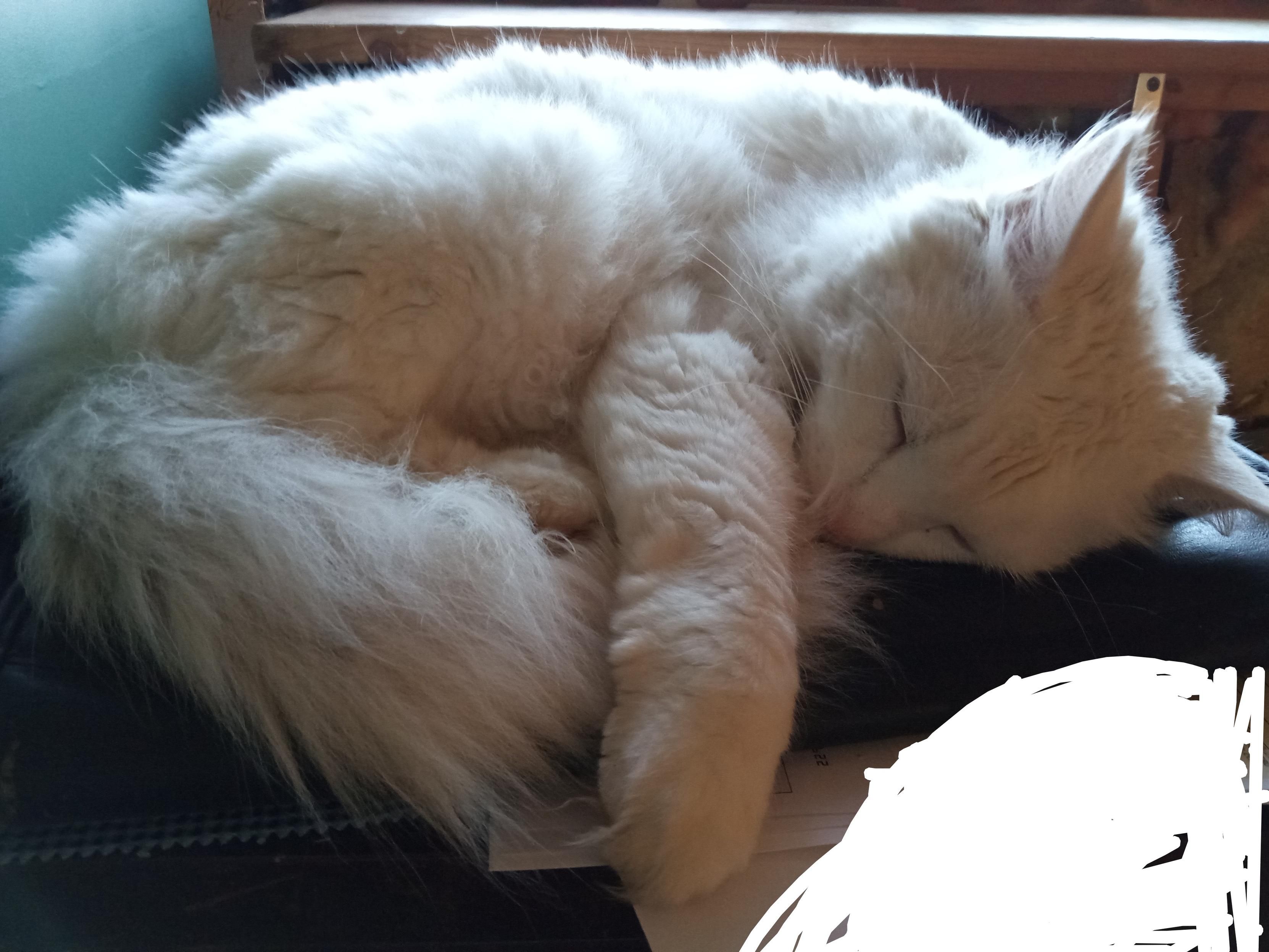 A white cat on laptop case, on a filing cabinet. He's rolled in a ball with paw extended over side