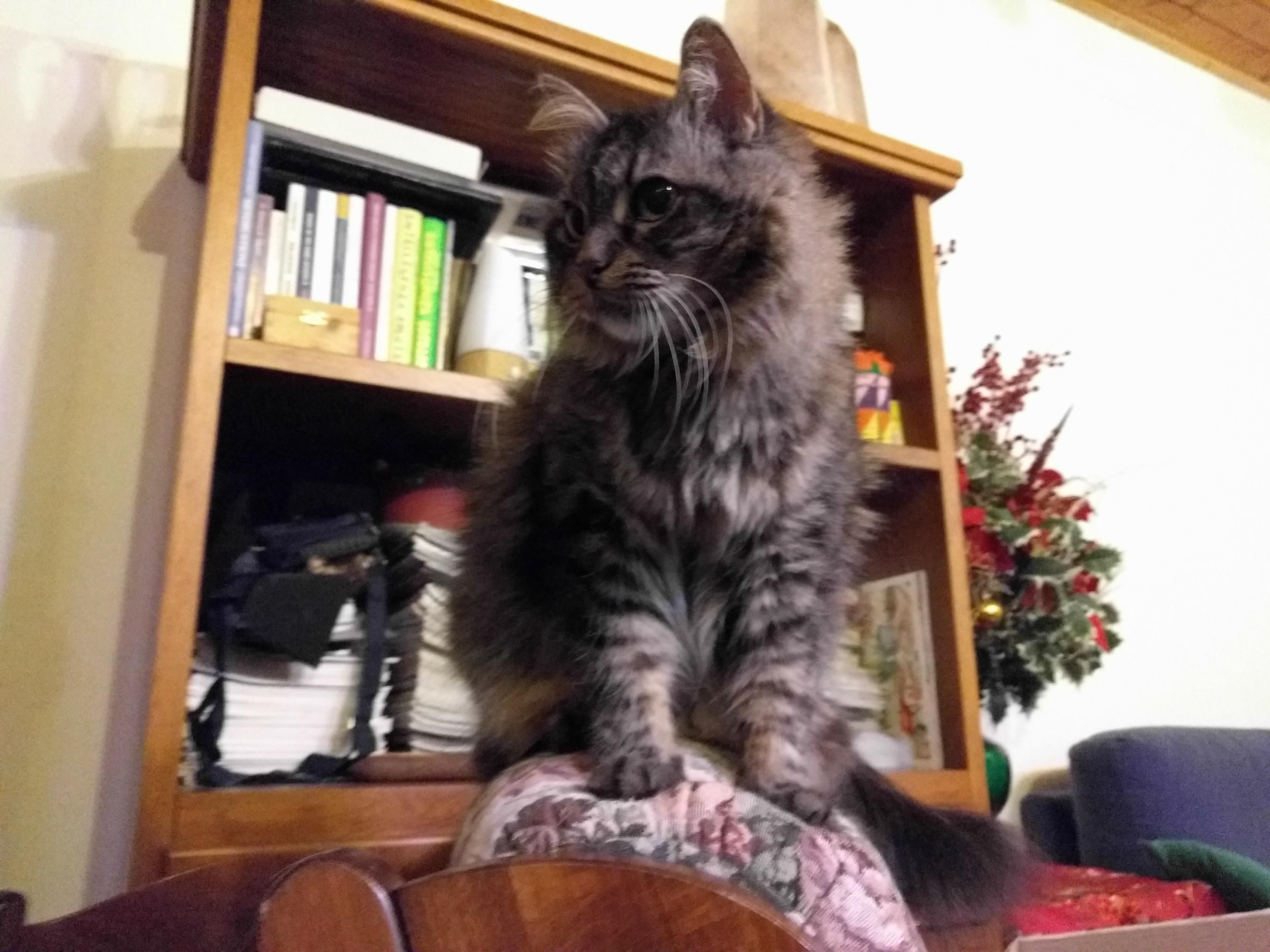 Photo of a tabby cat, gray, medium-long fur. Sitting on top of an armchair, looking at his side