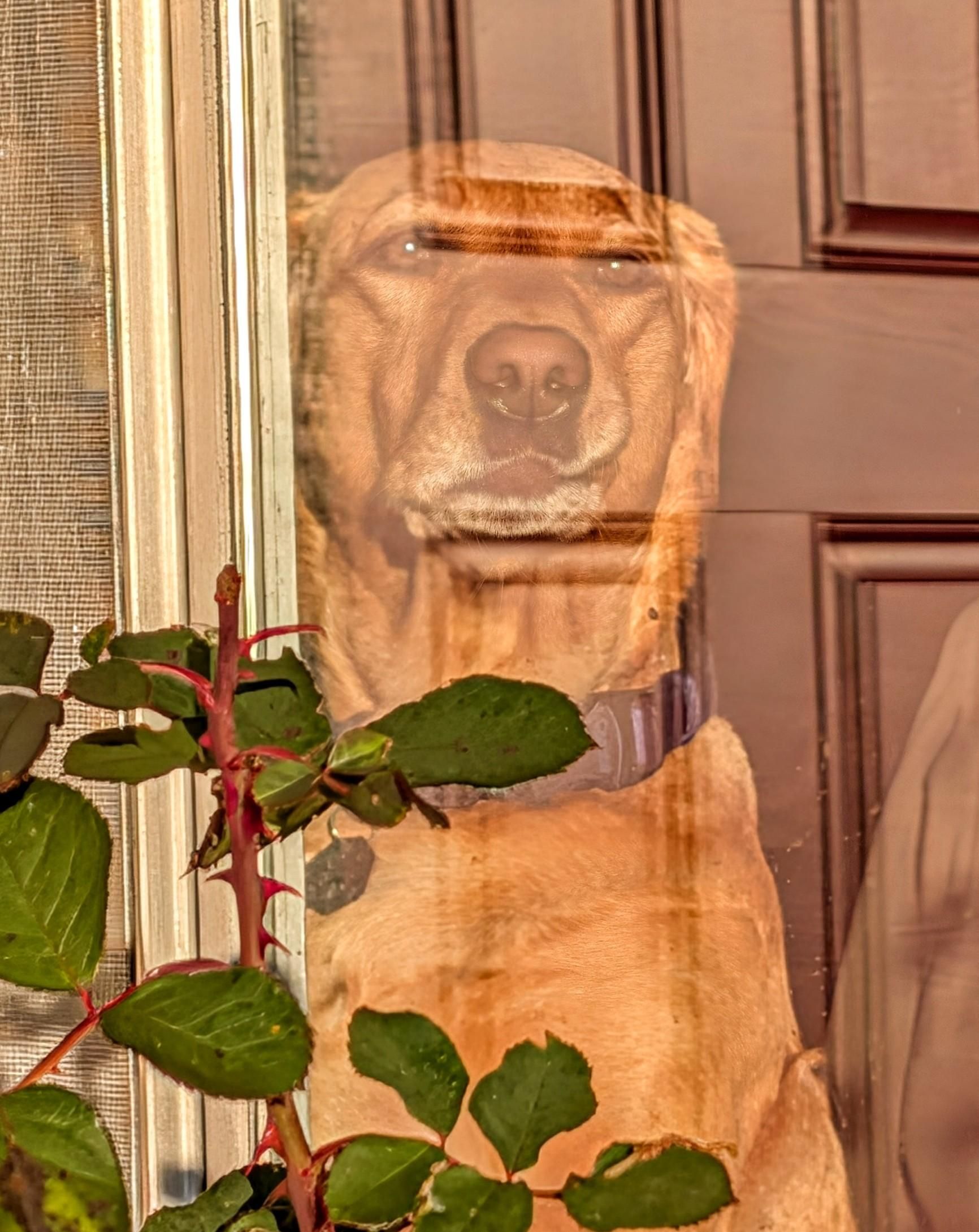 Summer is watching me leave her behind. She is standing up and watching me from the other side of a large window.