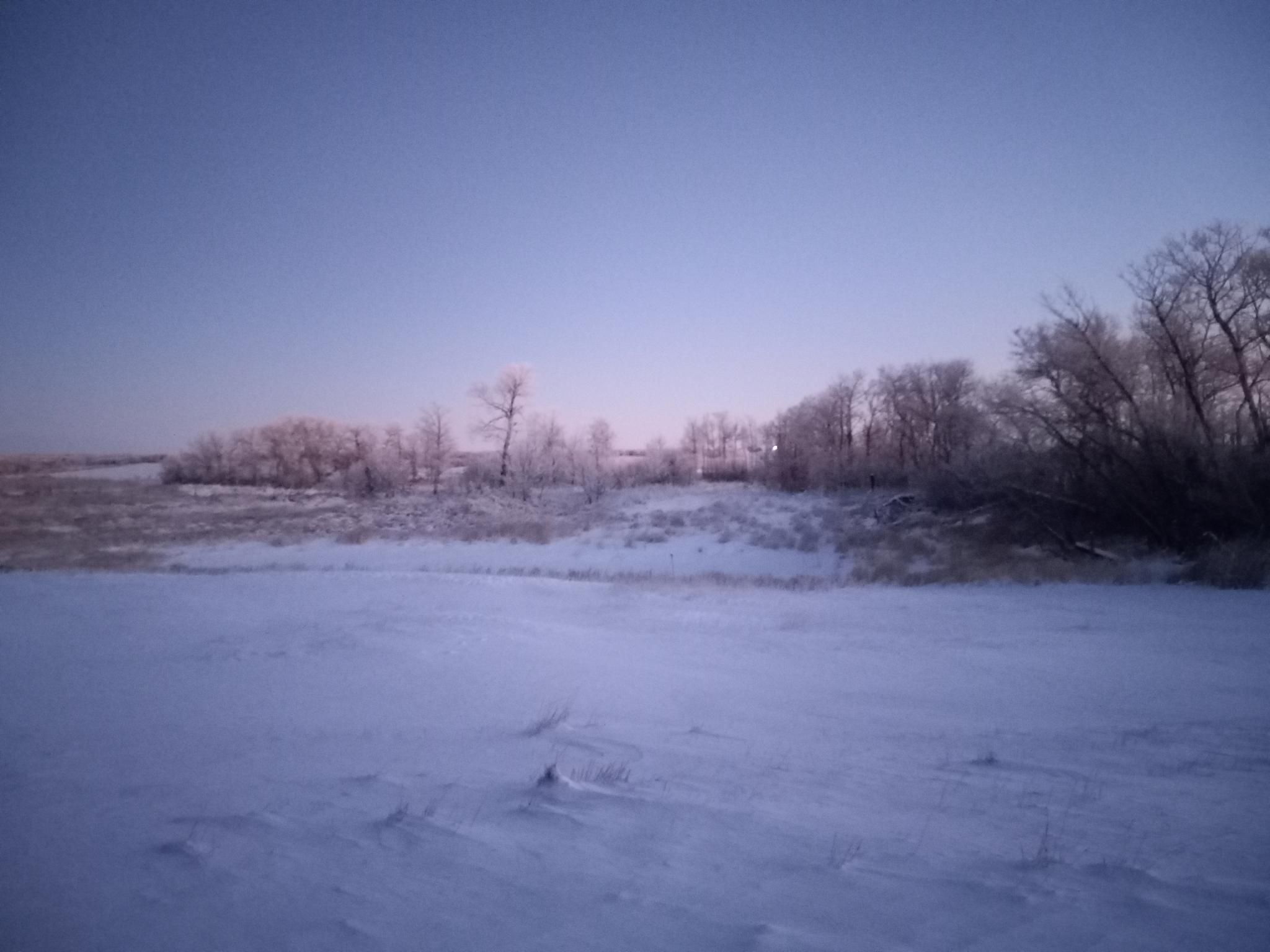 A very snowy, frosty view of a snow-covered field with some scrubby bare trees.  The sky is just getting light from sunrise.