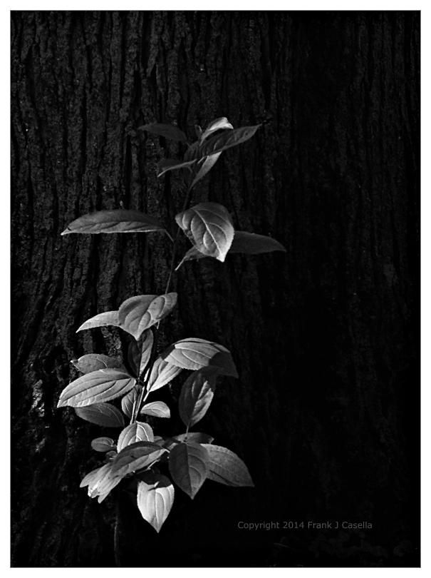 Black and White Photo: Forest Light - Sunlight sprinkles on leaves by a tree in the forest. Copyright 2014 Frank J Casella - frankjcasella.pixels.com 