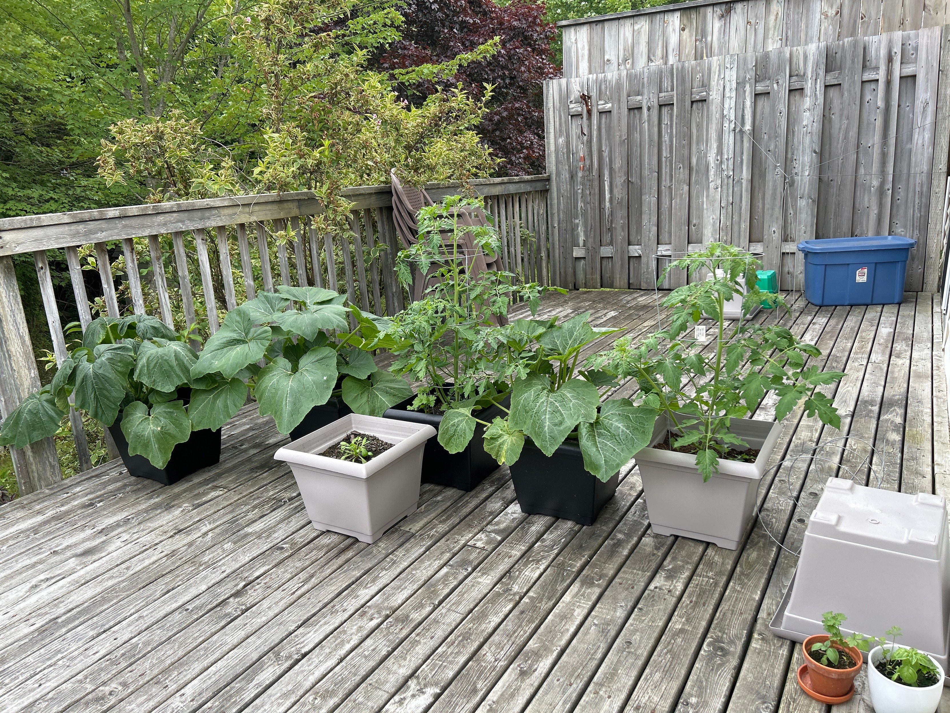 Photo of large squash plants and tomato plants in light beige and and black flower containers sitting on a wooden weathered deck. 