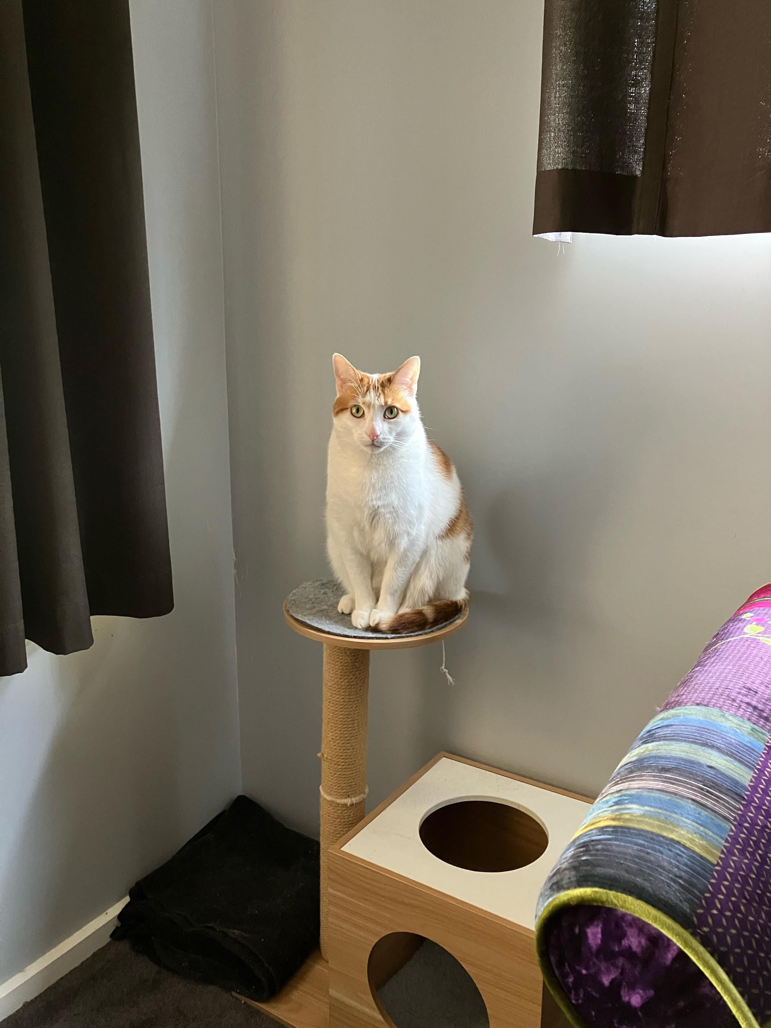 White and ginger cat sitting on a small circular platform, on top of cat scratching post. 