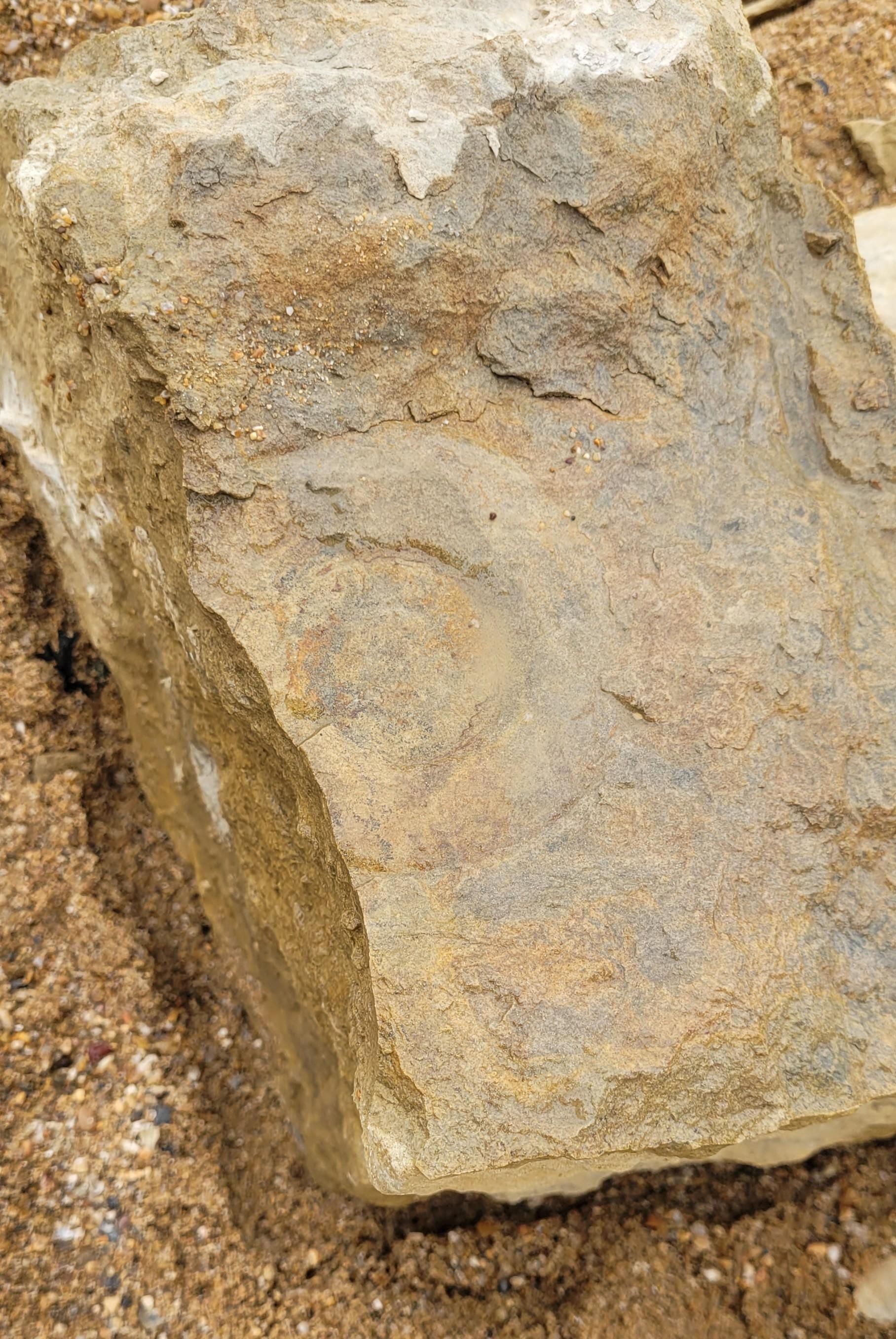 Shit ammonite. Looks like a stone with a half ring on it. 