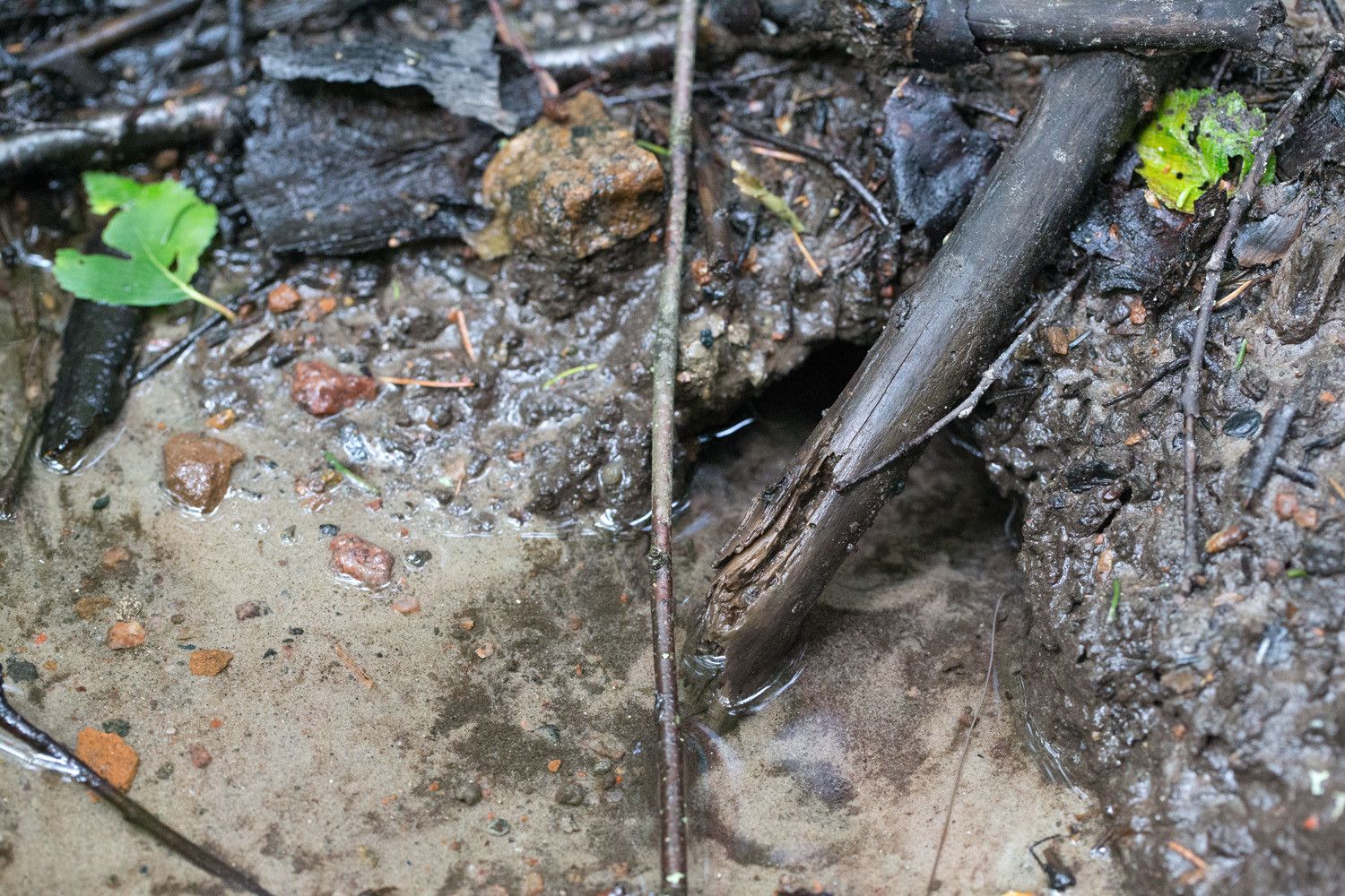 Hienojakoista kivennäismaata, jossa on pieni veden syövyttämä reikä. Kirkas vesi virtaa reiästä. Maassa on lahoja oksankappaleita, mustuneita edellisvuoden lehtiä ja pieniä kiviä.