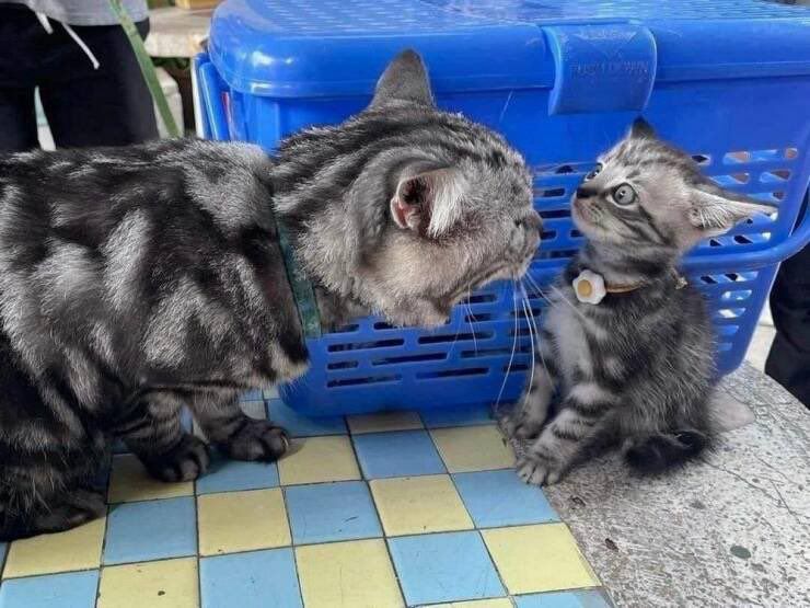 A scene with two cats, that looks like the large cat is screaming at the smol cat, who appears as if it is being blown back by the sheer volume