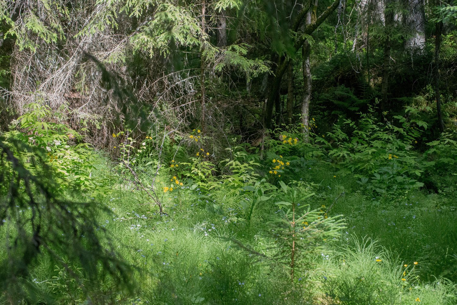 Lähteikön rehevä reuna, jonka aurinkoisessa laikussa kukkii suokeltto ja luhtalemmikki. Taustalla on kuusimetsää.