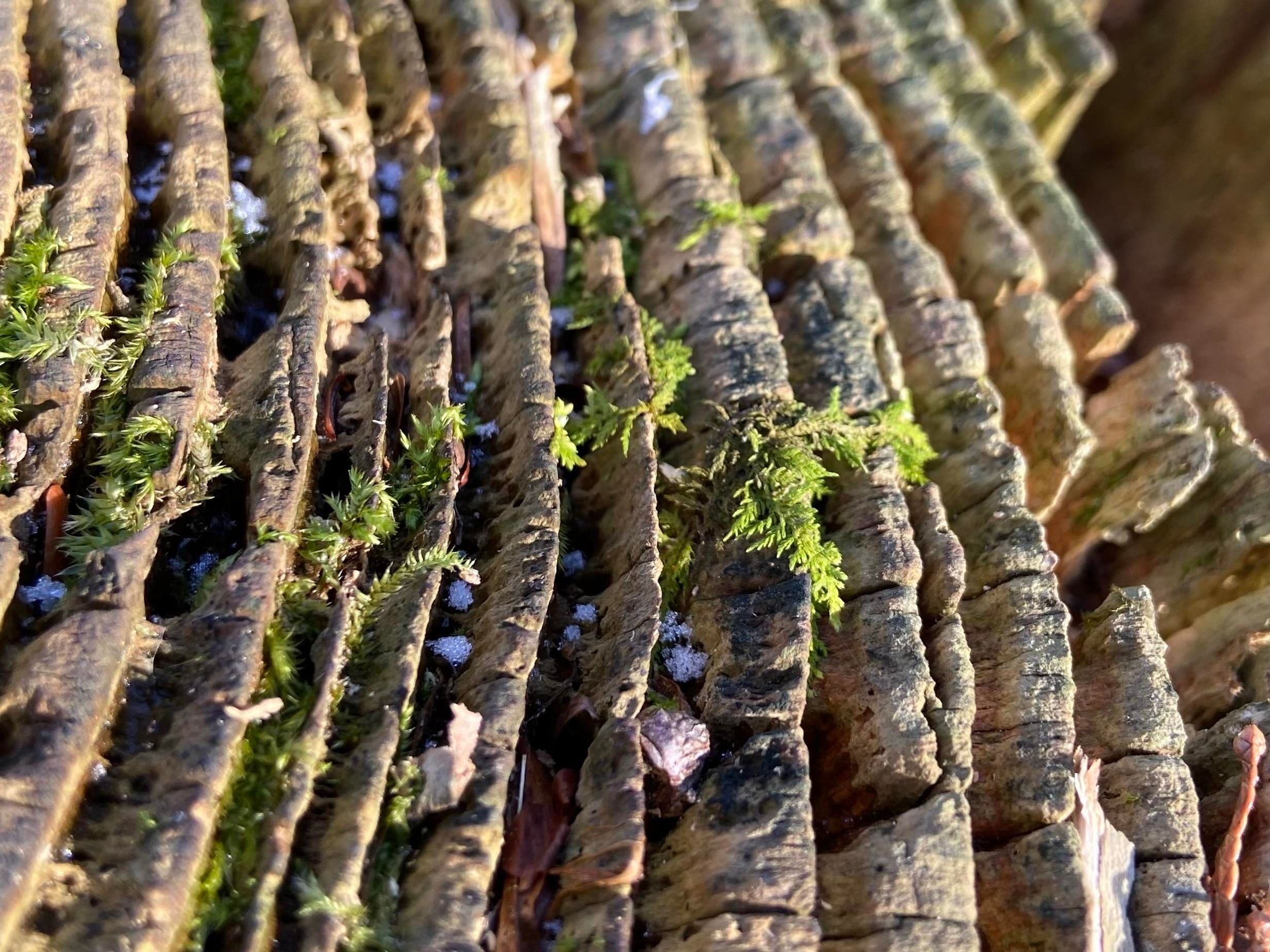 A closer look at some of the moss, looking straight down. Little green tendrils coming out of the valleys between the tree rings. 